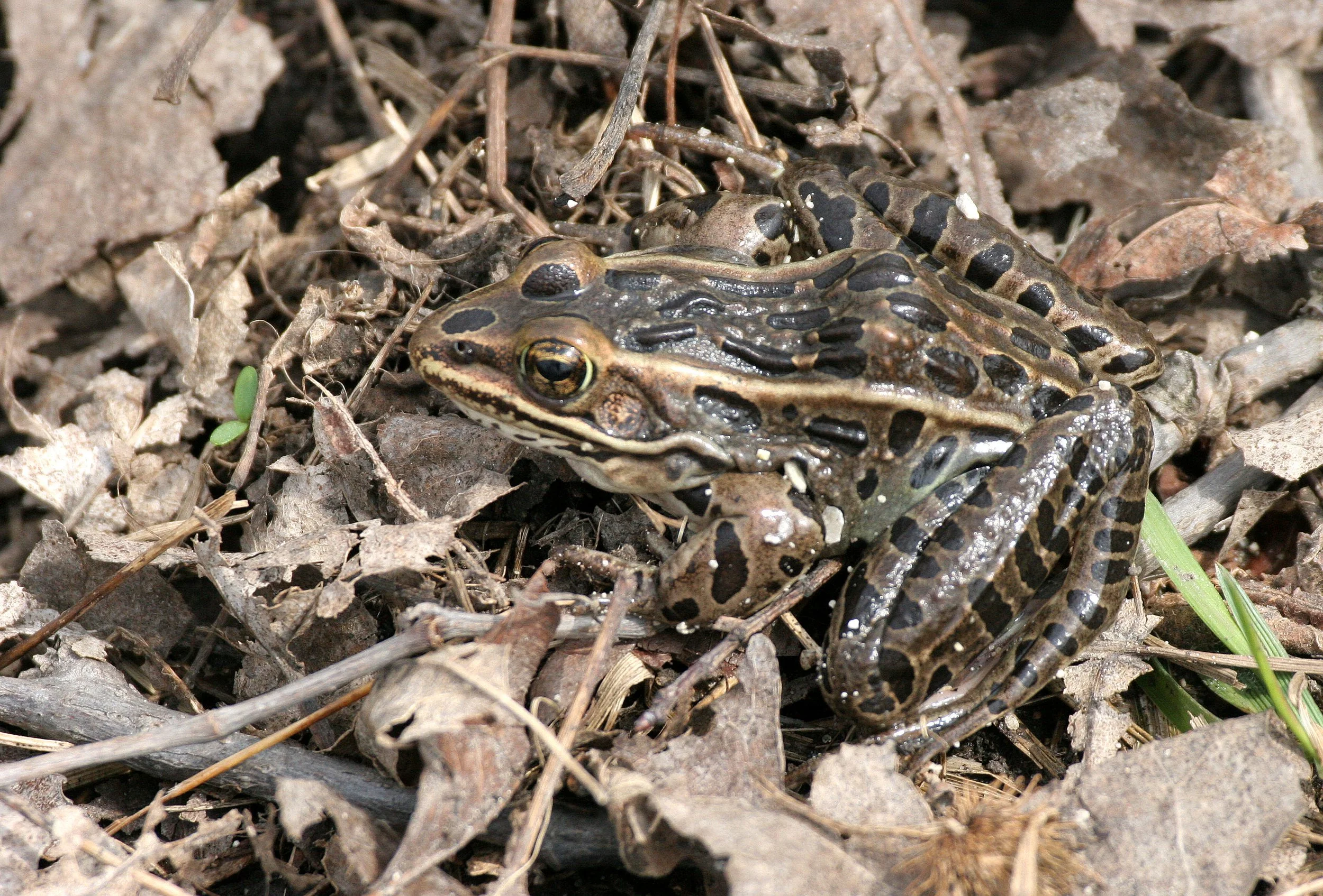 AMPHIBIAN - FROG - LEOPARD FROG - PRATT'S WAYNE WOODS ILLINOIS (12).JPG