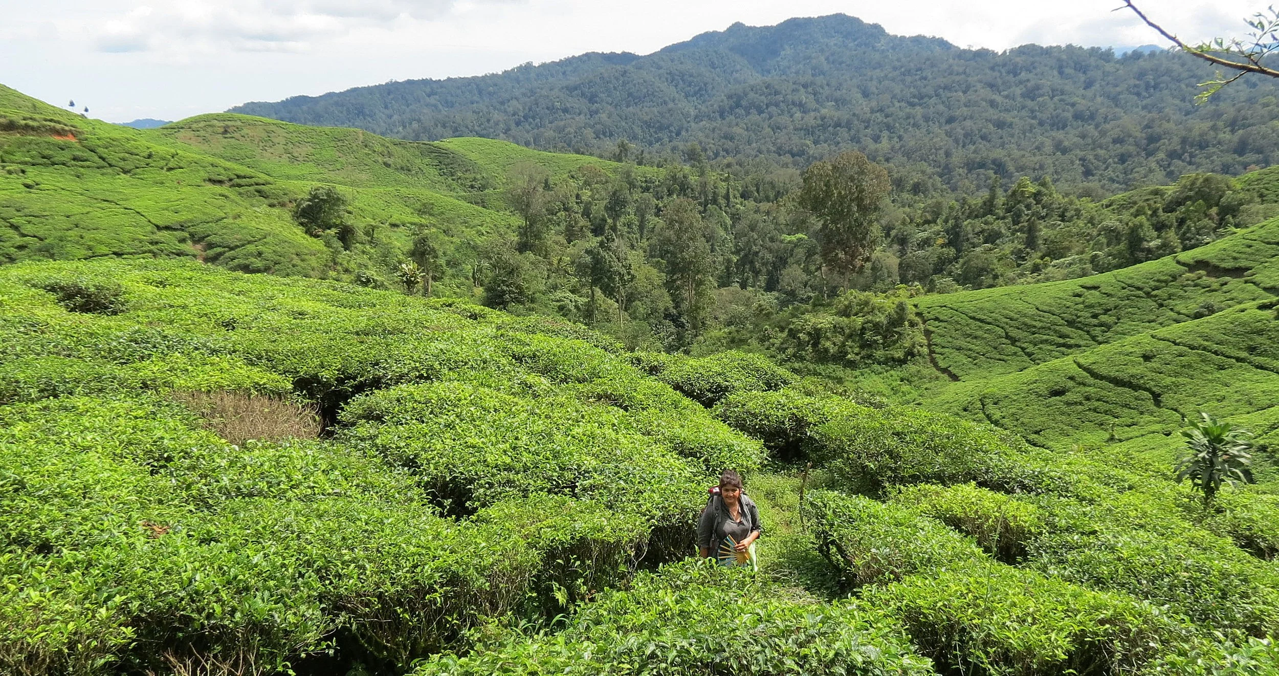 HALIMUN  NATIONAL PARK - JAVA BARAT INDONESIA (18).JPG