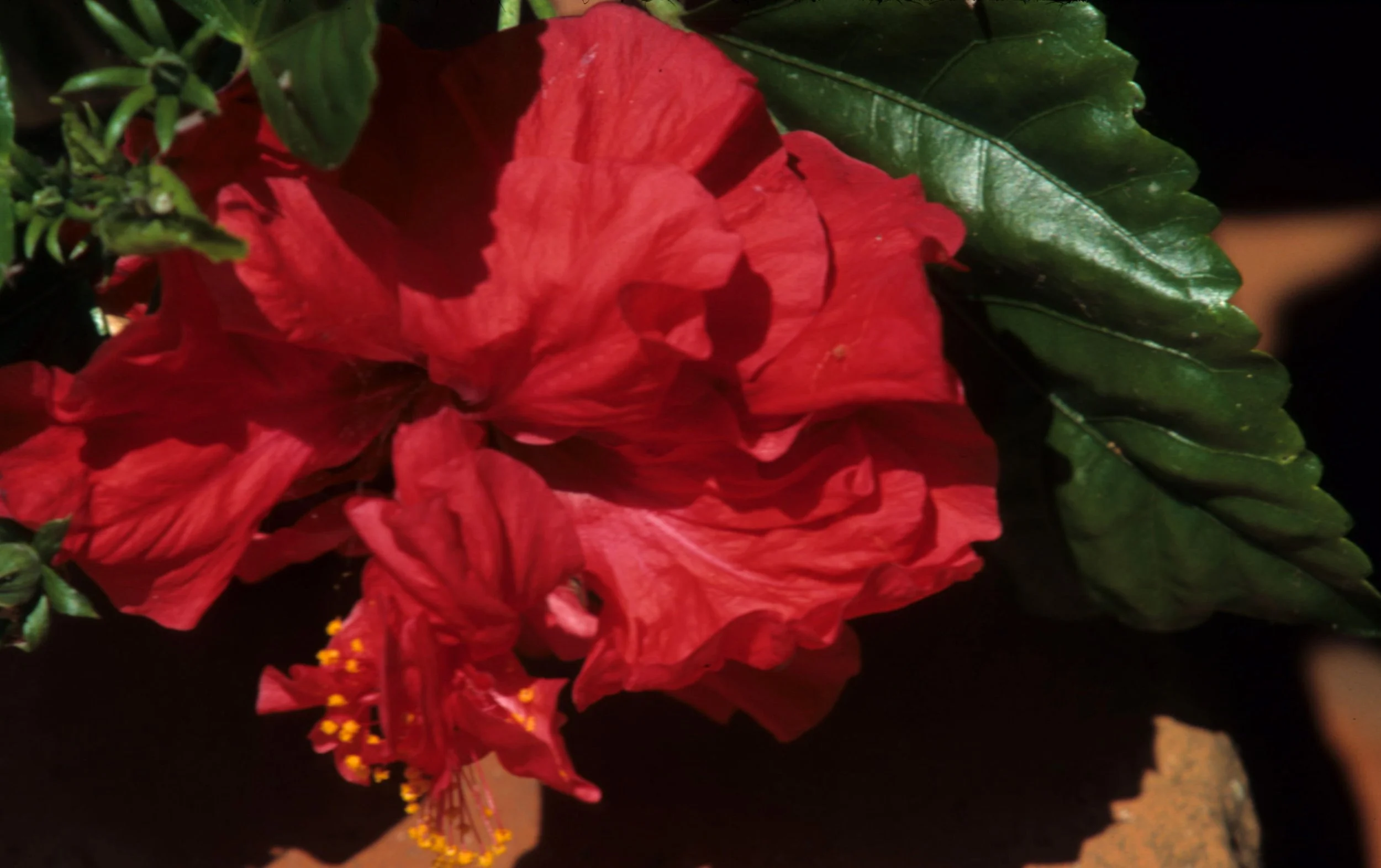 KENYA - PLANT - HYBISCUS SPECIES.jpg