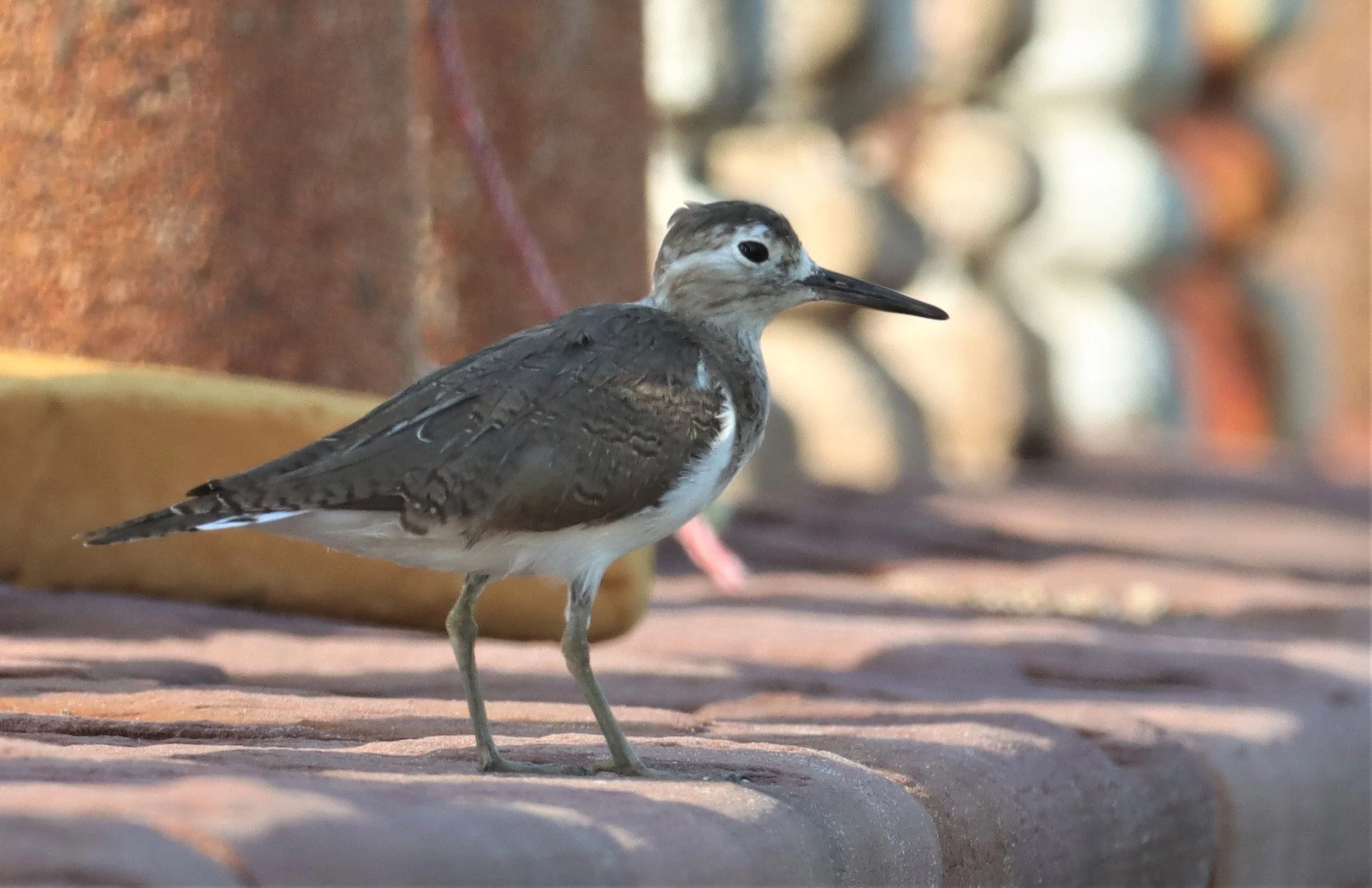 SANDPIPER - COMMON SANDPIPER - Actitus hypoleucos - LAEM PAK BIA PETBURI (2).jpg