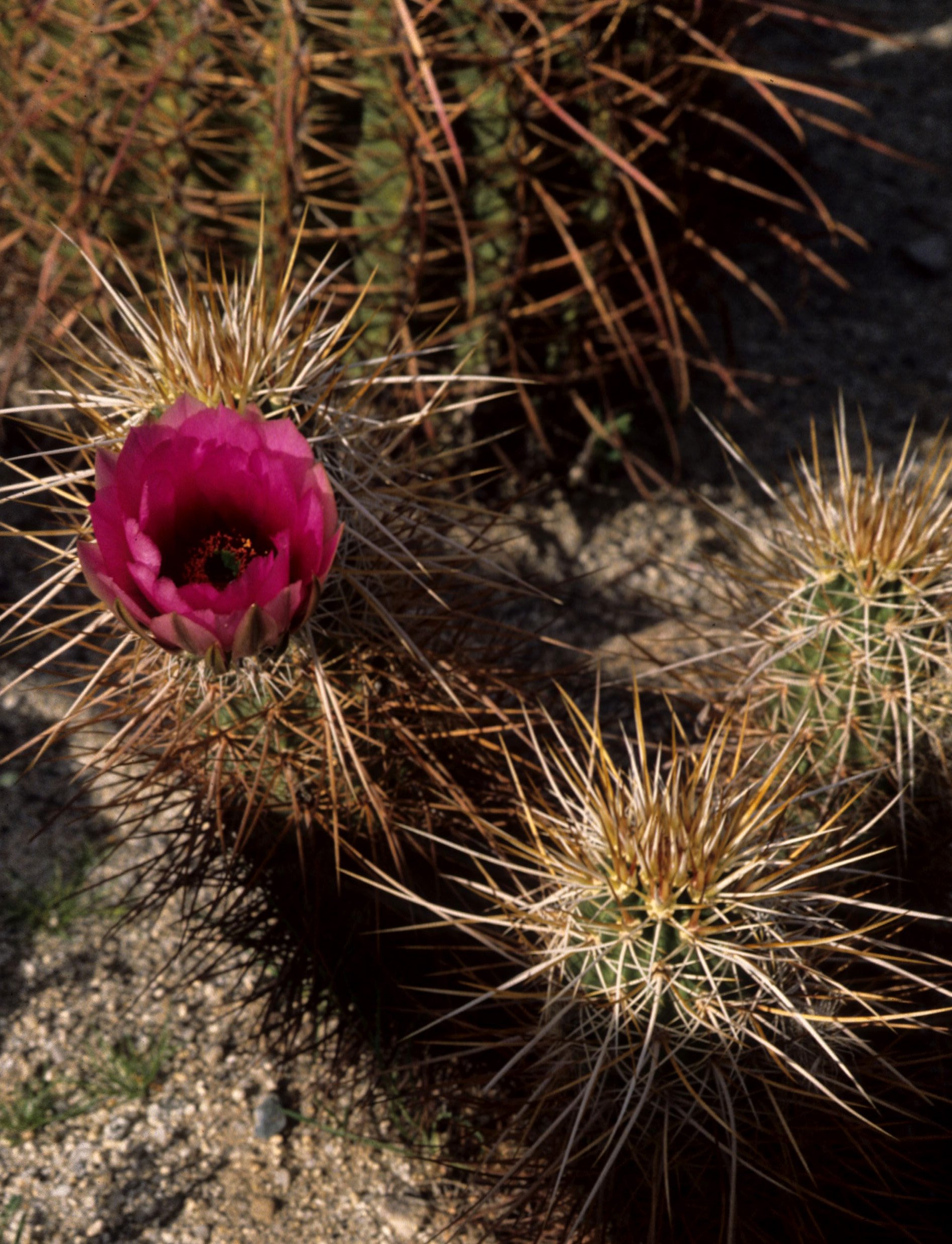 ANZA BORREGO - CACTACEAE - ECHINOCEREOUS ENGELMANNII - MOUNTAIN HEDGEHOG.jpg