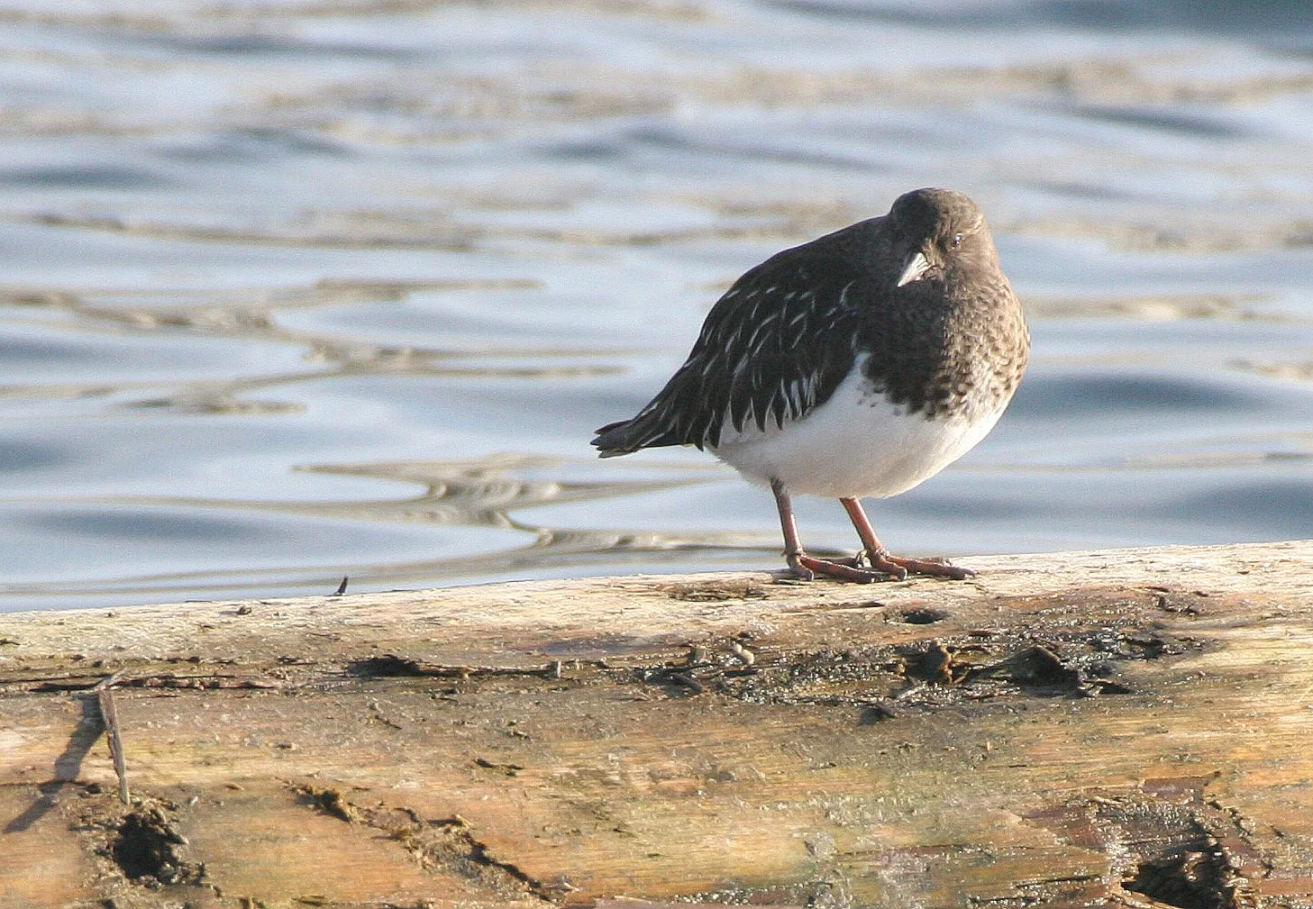 BIRD - TURNSTONE - BLACK TURNSTONE - PA HARBOR (17).jpg