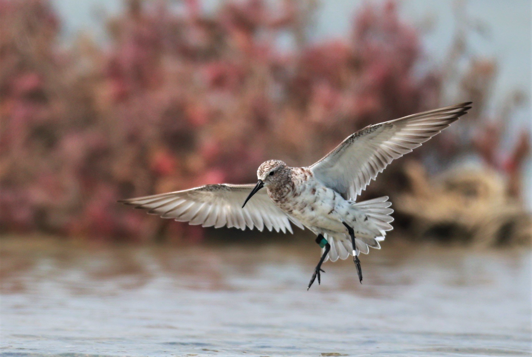 SANDPIPER - CURLEW SANDPIPER - Calidris ferruginea - Khok Kham Salt Ponds, Samut Sakhon (1).jpg