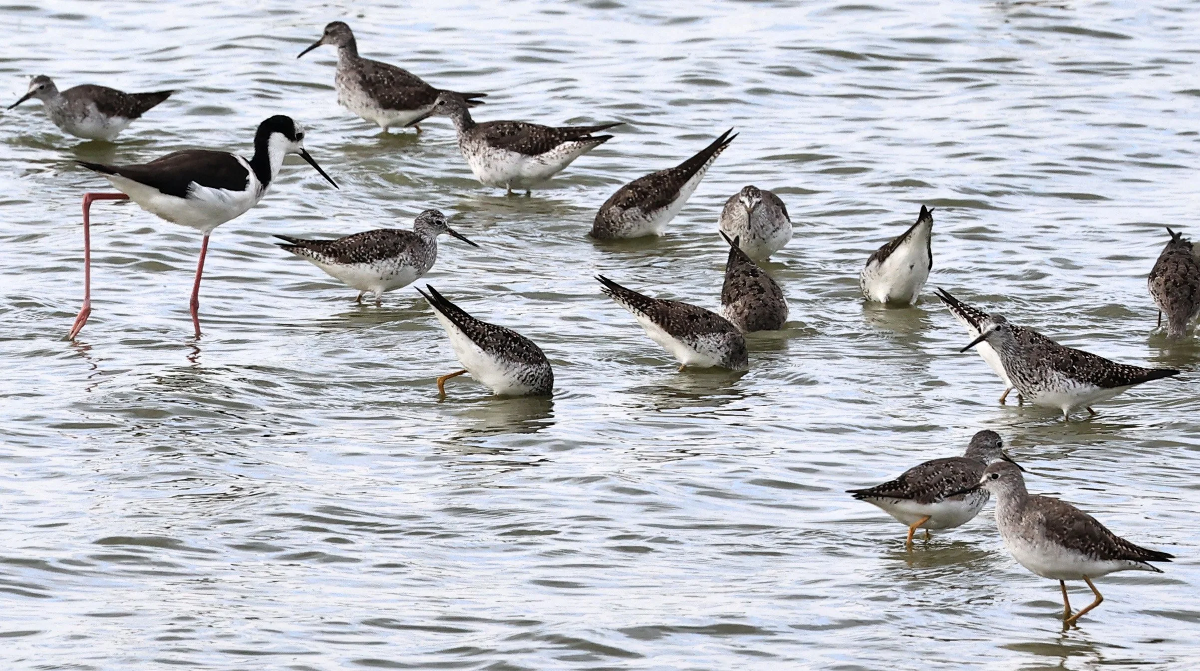 Greater & Lesser Yellowlegs mixed flock - Chaco Lodge & Laguna Salada Paraguay  (2).jpg