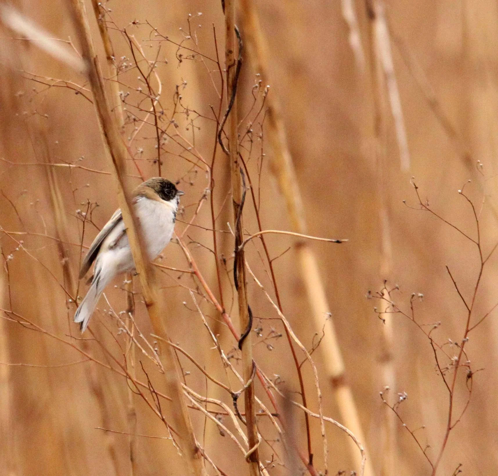 Pallas's (Reed) Bunting (Emberiza pallasi) Yancheng China (7).JPG