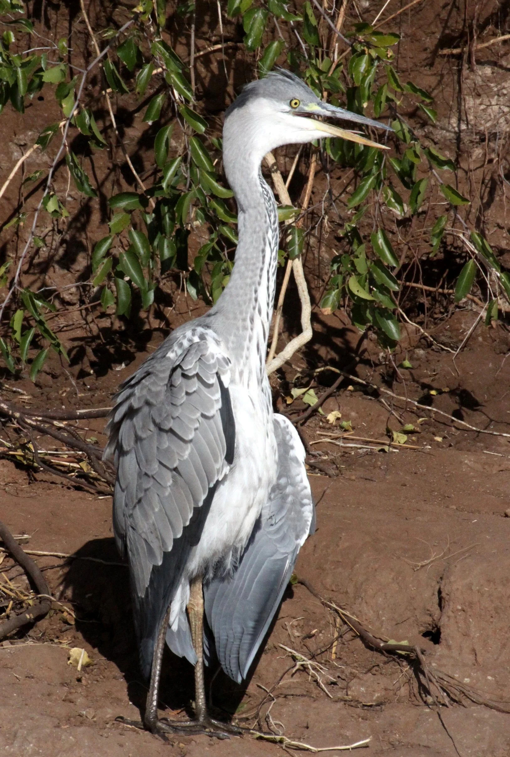 HERON - GREY HERON - Ardea cinerea - IMMATURE - CHOBE NATIONAL PARK BOTSWANA (6).JPG