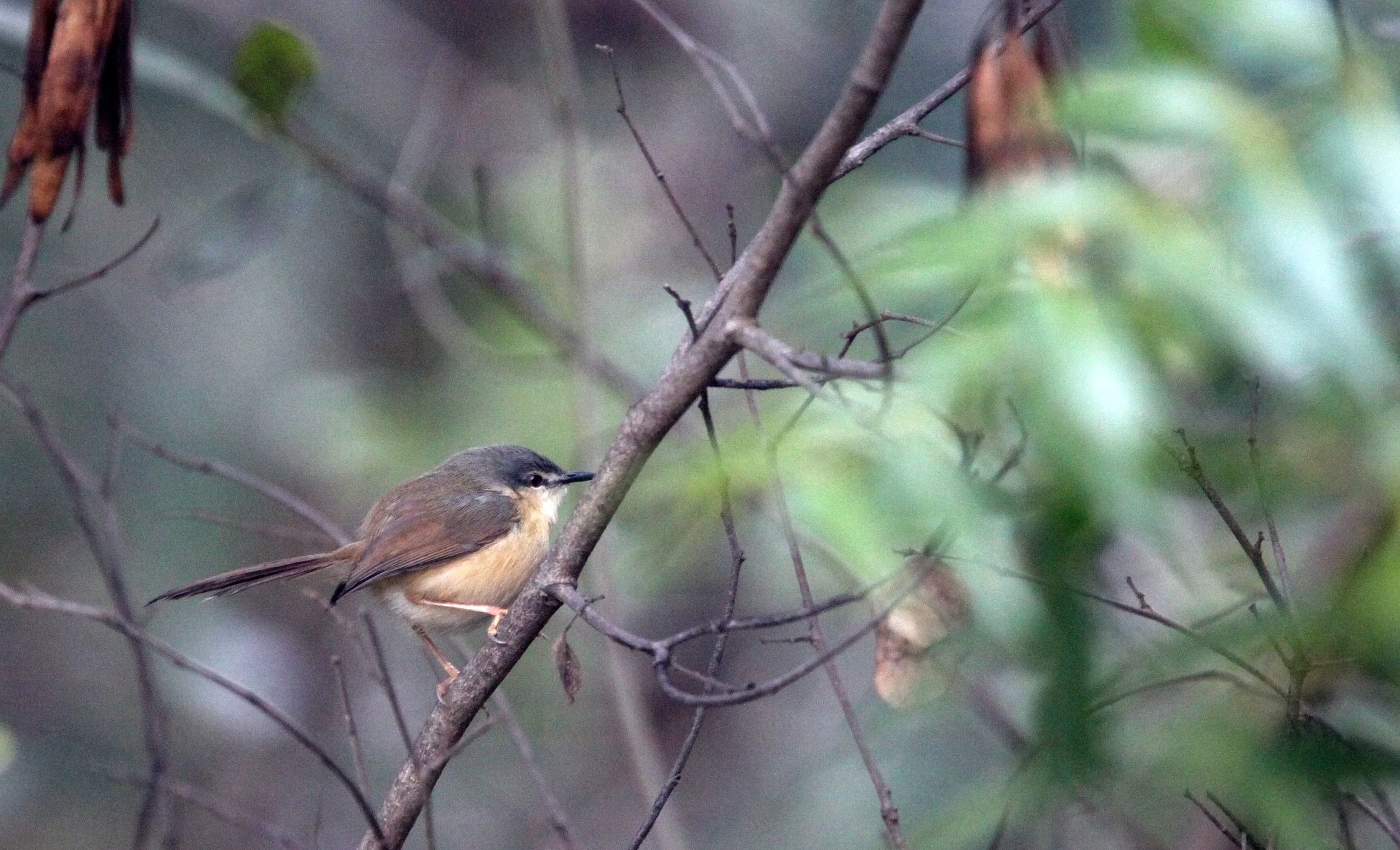 BIRD - PRINIA - PLAIN PRINIA - PRINIA INORNATA - CHAMBAL SANCTUARY INDIA (2).JPG