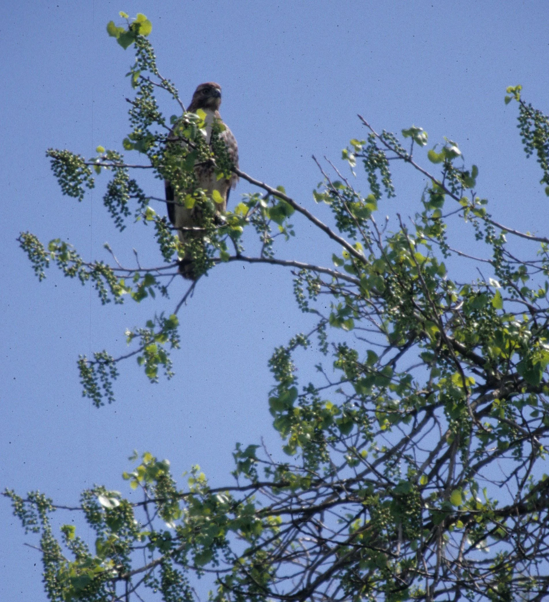Buteo lineatus - RED-SHOULDERED HAWK - AMERICAN RIVER PARKWAY (7).jpg
