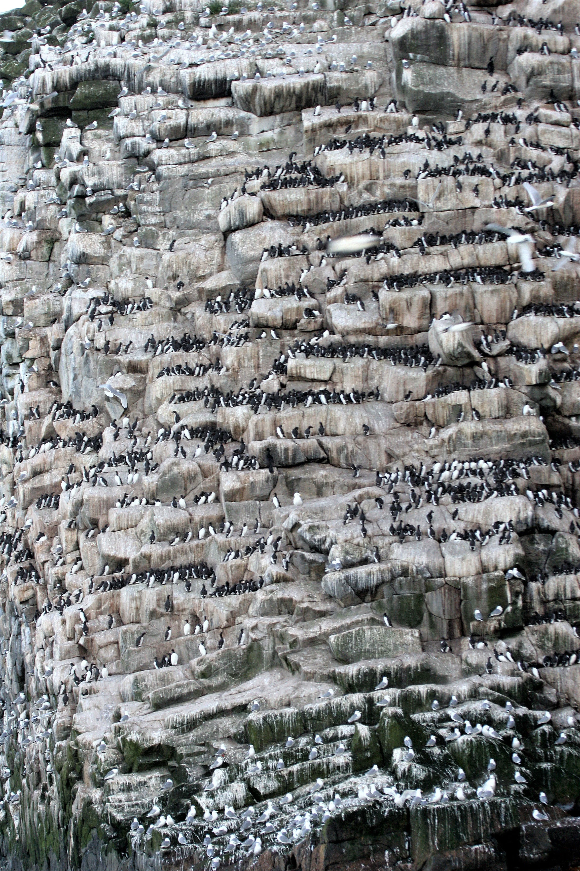 Uria lomvia eleonorae - THICK AND THIN-BILLED MURRES MIXED WITH KITTIWAKES AND RED-FACED CORMORANTS - BIRD BAZAARS COMMANDERS aa4.jpg