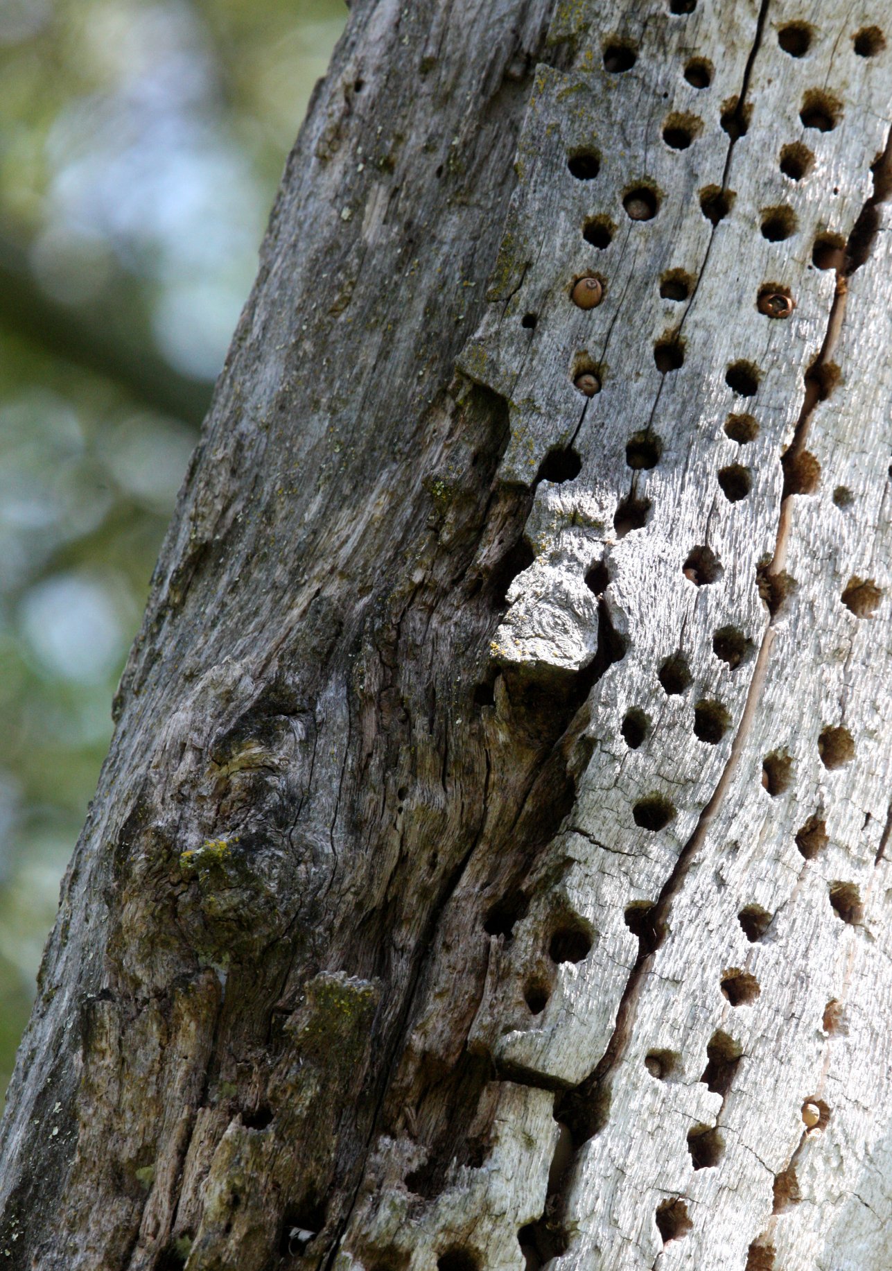 BIRD - WOODPECKER - ACORN WOODPECKER -  SACRAMENTO CALIFORNIA EFFIE YEAW NATURE RESERVE.JPG