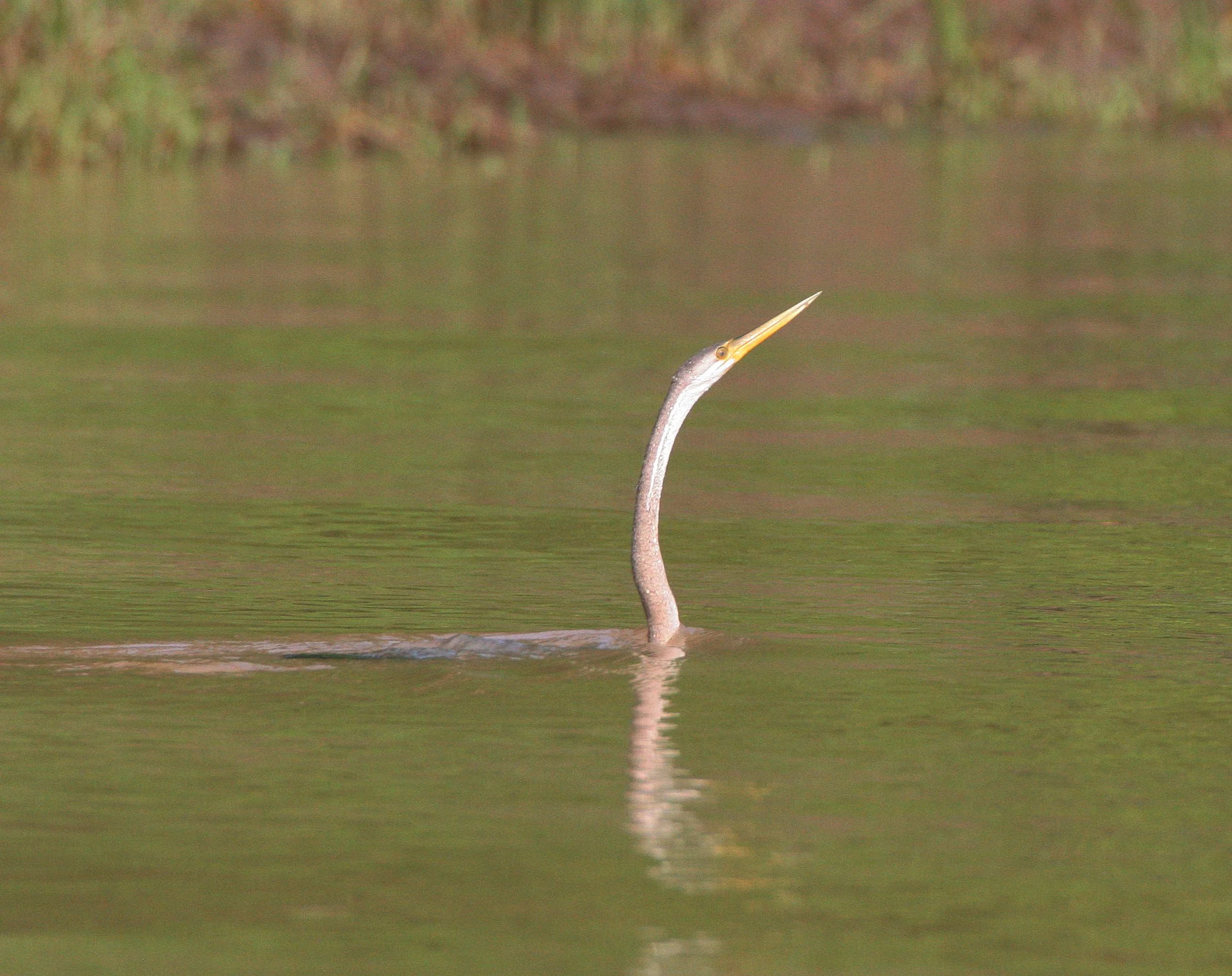 BIRD - ORIENTAL DARTER - KINABATANGAN RIVER BORNEO (12).JPG
