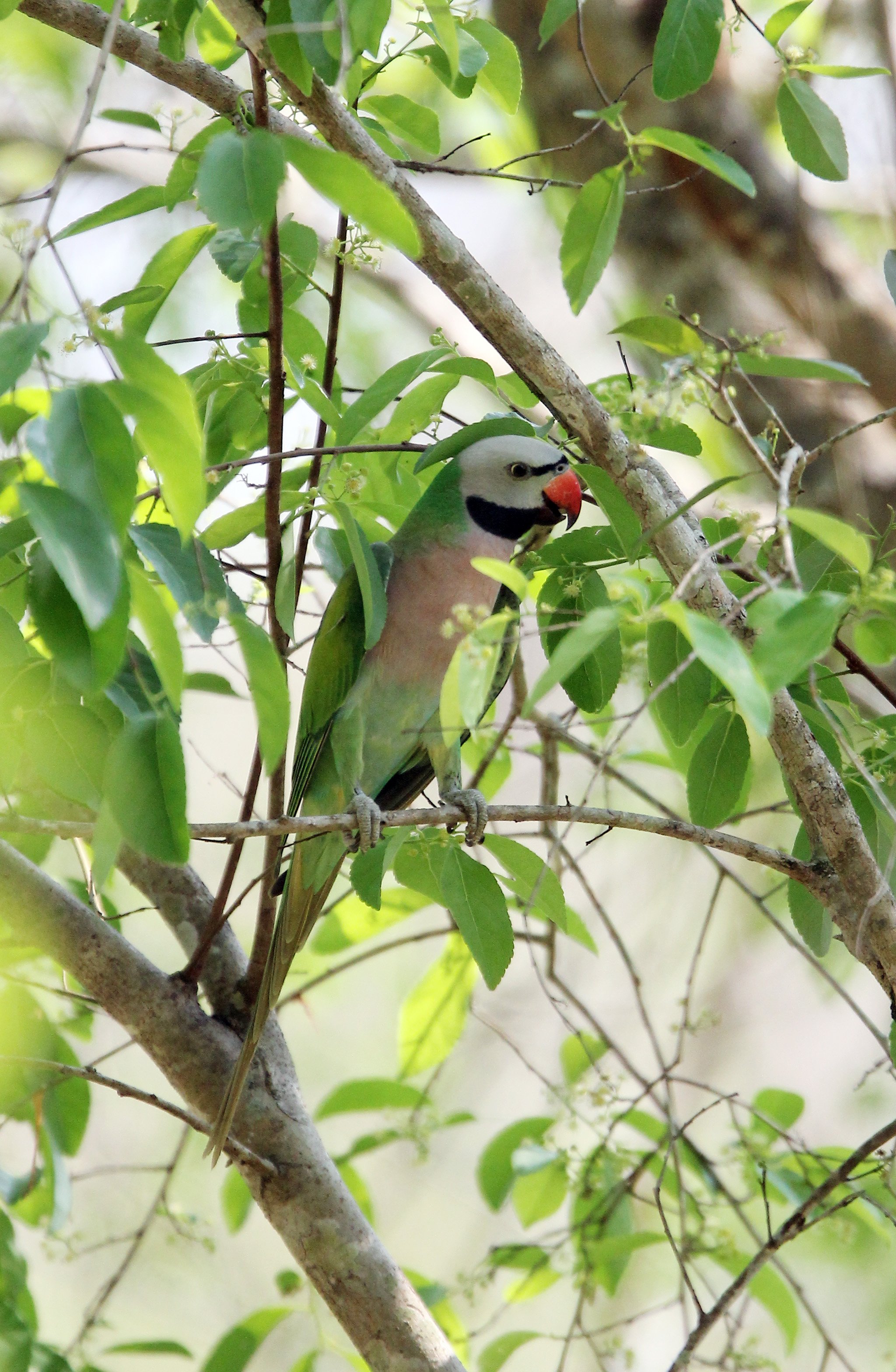 BIRD - PARAKEET - RED-BREASTED PARAKEET - KHAO BAN DAI - HUAI KHA KHAENG NATURE RESERVE - THAILAND (10).jpg