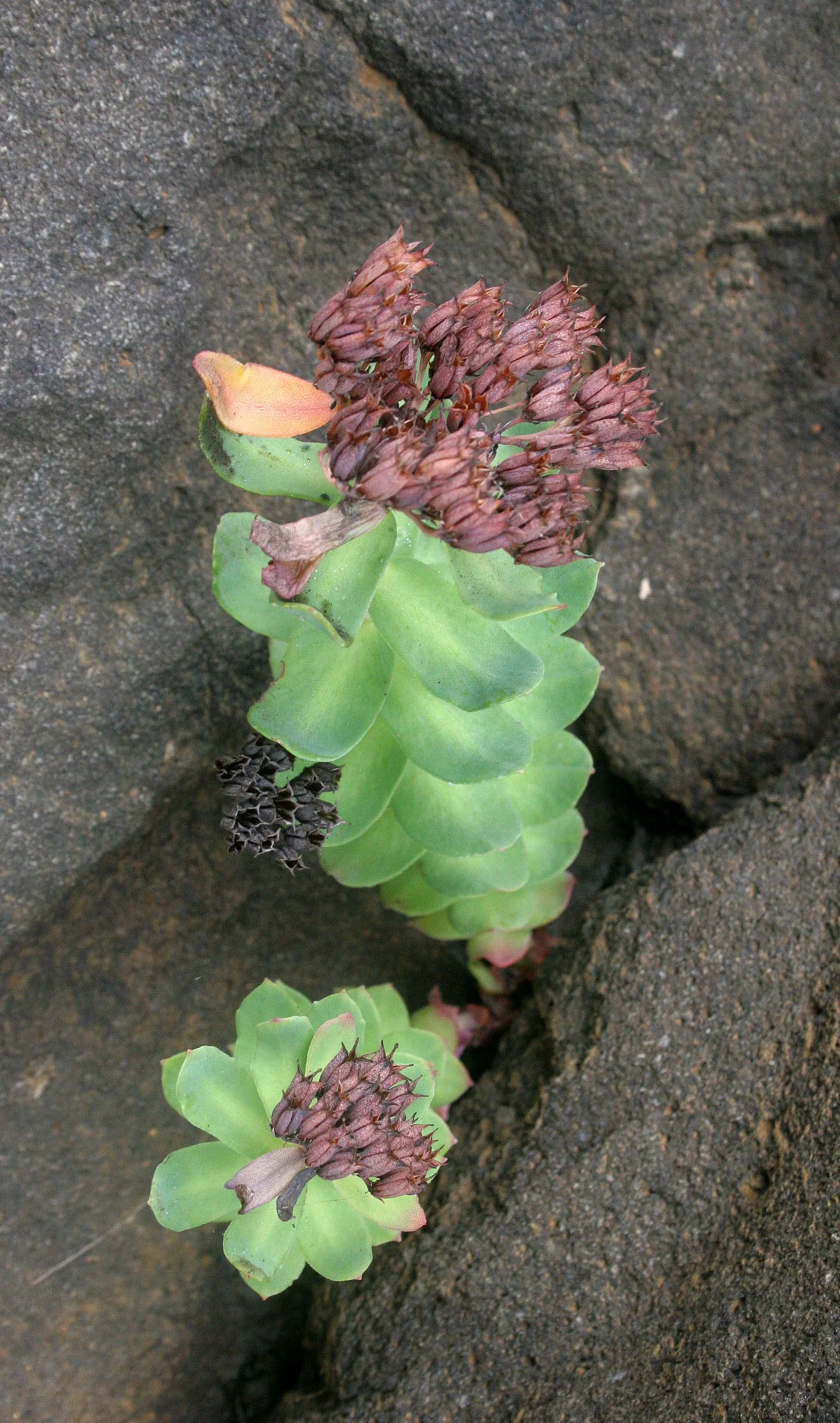 KURIL ISLANDS - FLORA  (76).jpg