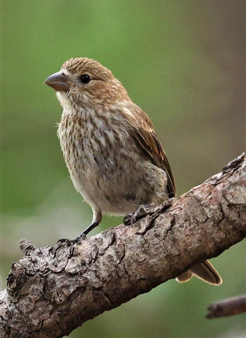 House Finch (Haemorhous mexicanus) Cave Creek Arizona (1).jpg
