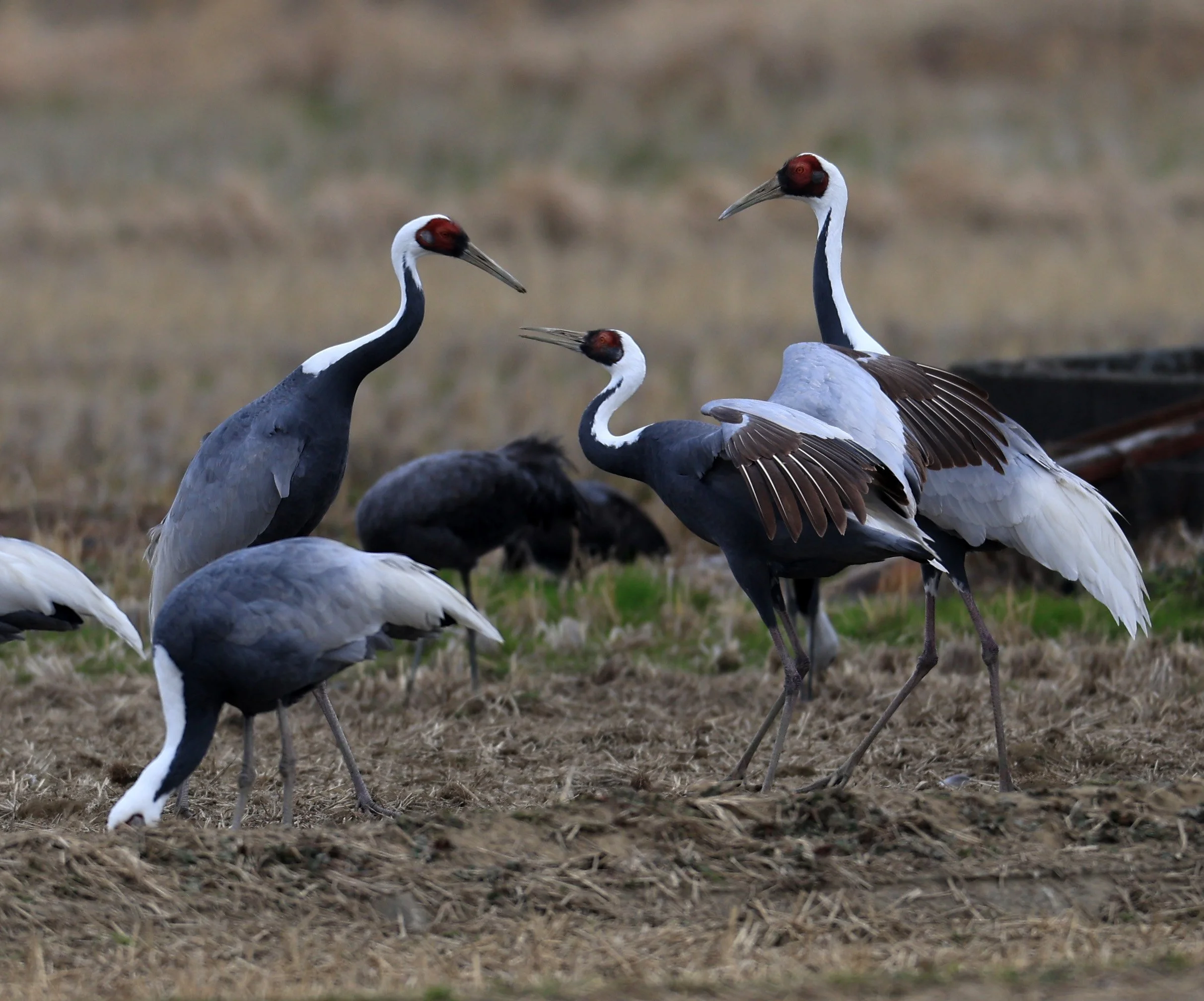 White-naped Crane (Antigone vipio) Izumi Crane Park & Center, Izumi Kagoshima Kyushu Japan (424).jpg