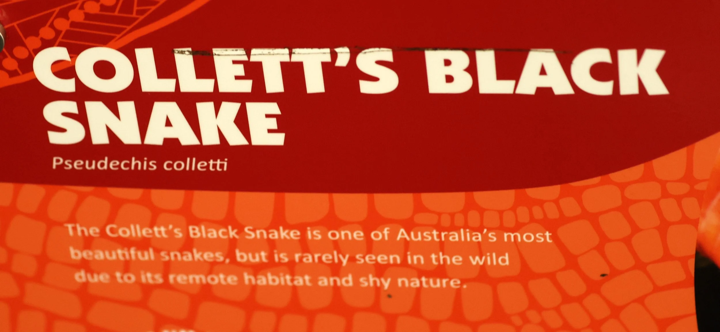 Collett's Black Snake (Pseudechis colletti) Koala Trail Road and Locations South of Brisbane - Queensland (2).jpg