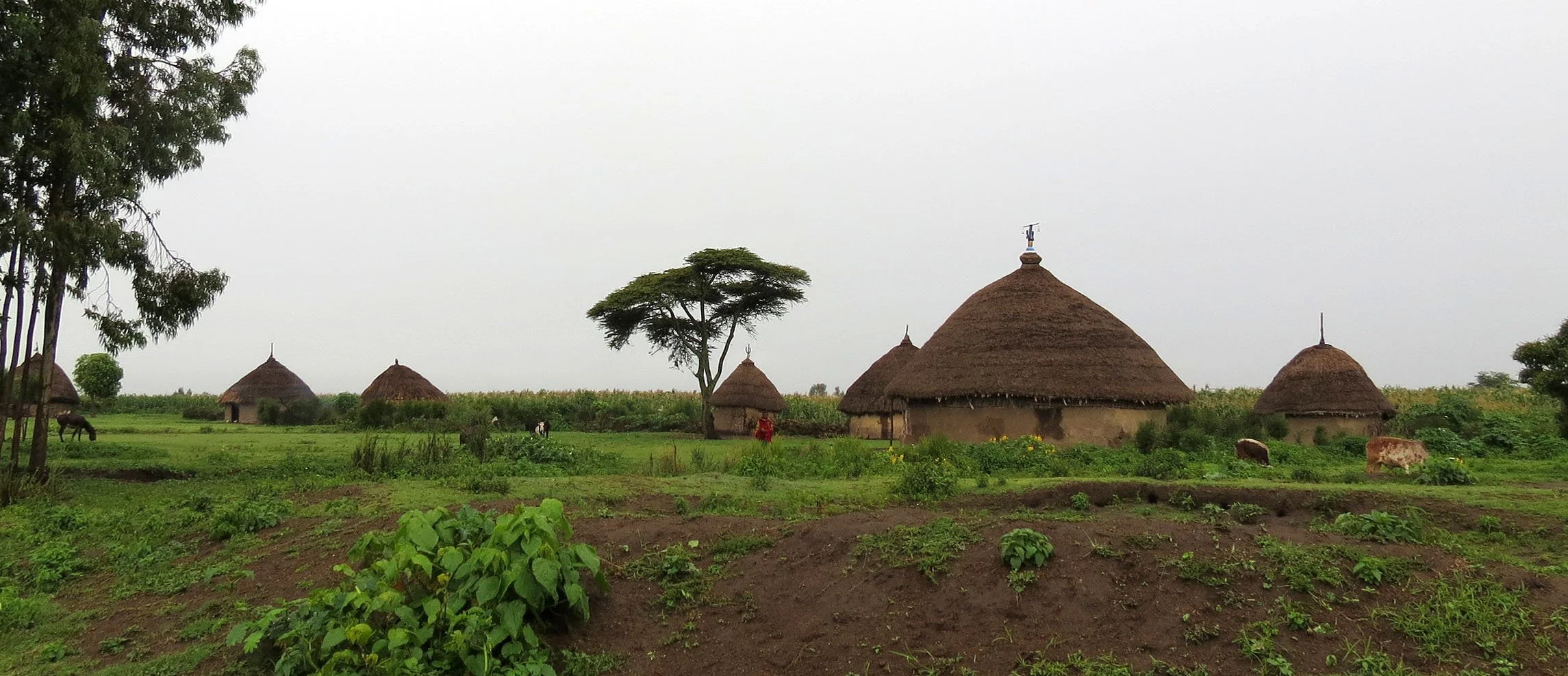 SENKELE SANCTUARY ETHIOPIA (72).JPG
