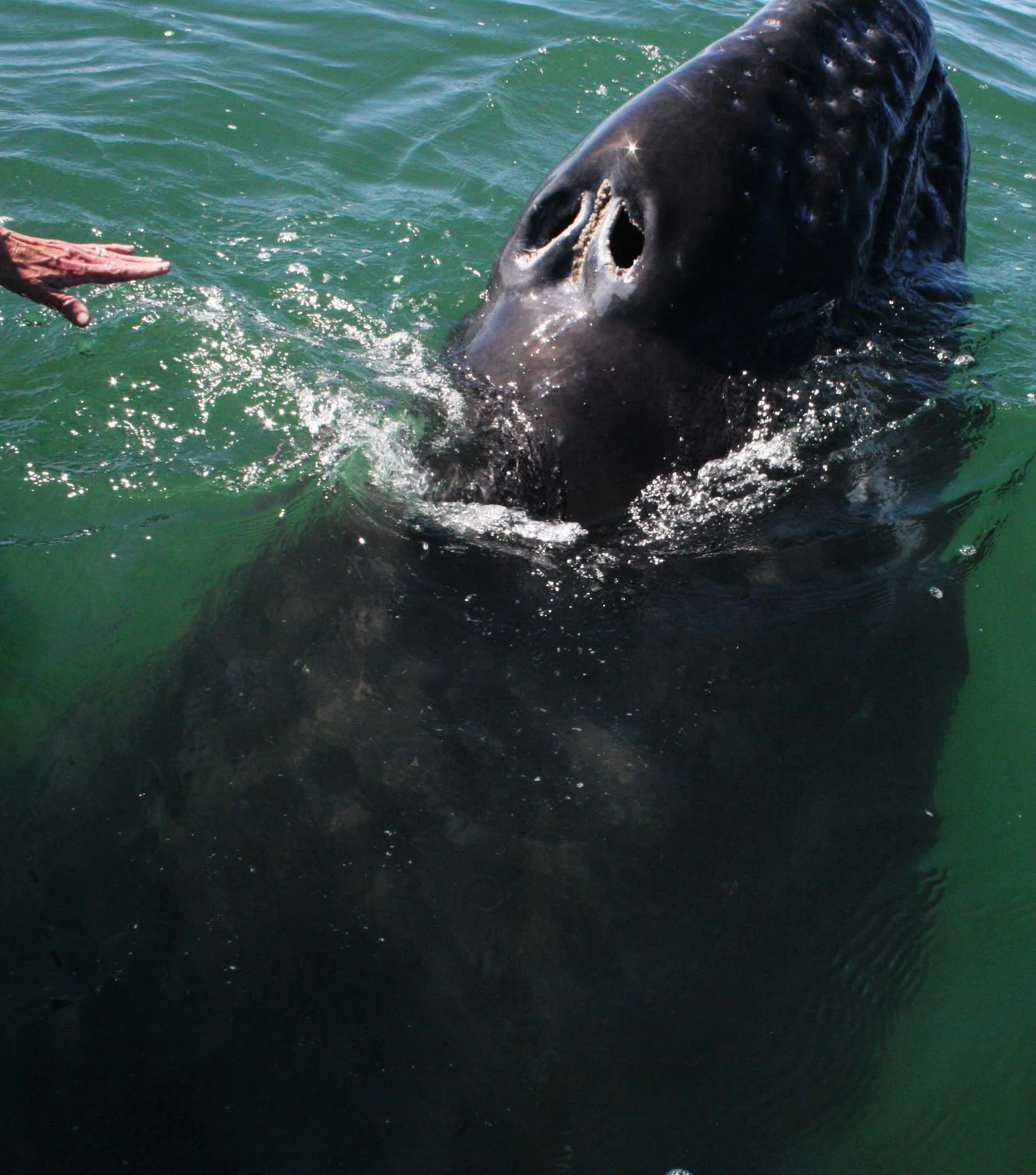 Eschrichtius robustus - GRAY WHALE - PETTING FRIENDLY WHALES - US - SAN IGNACIO LAGOON BAJA MEXICO (20).JPG