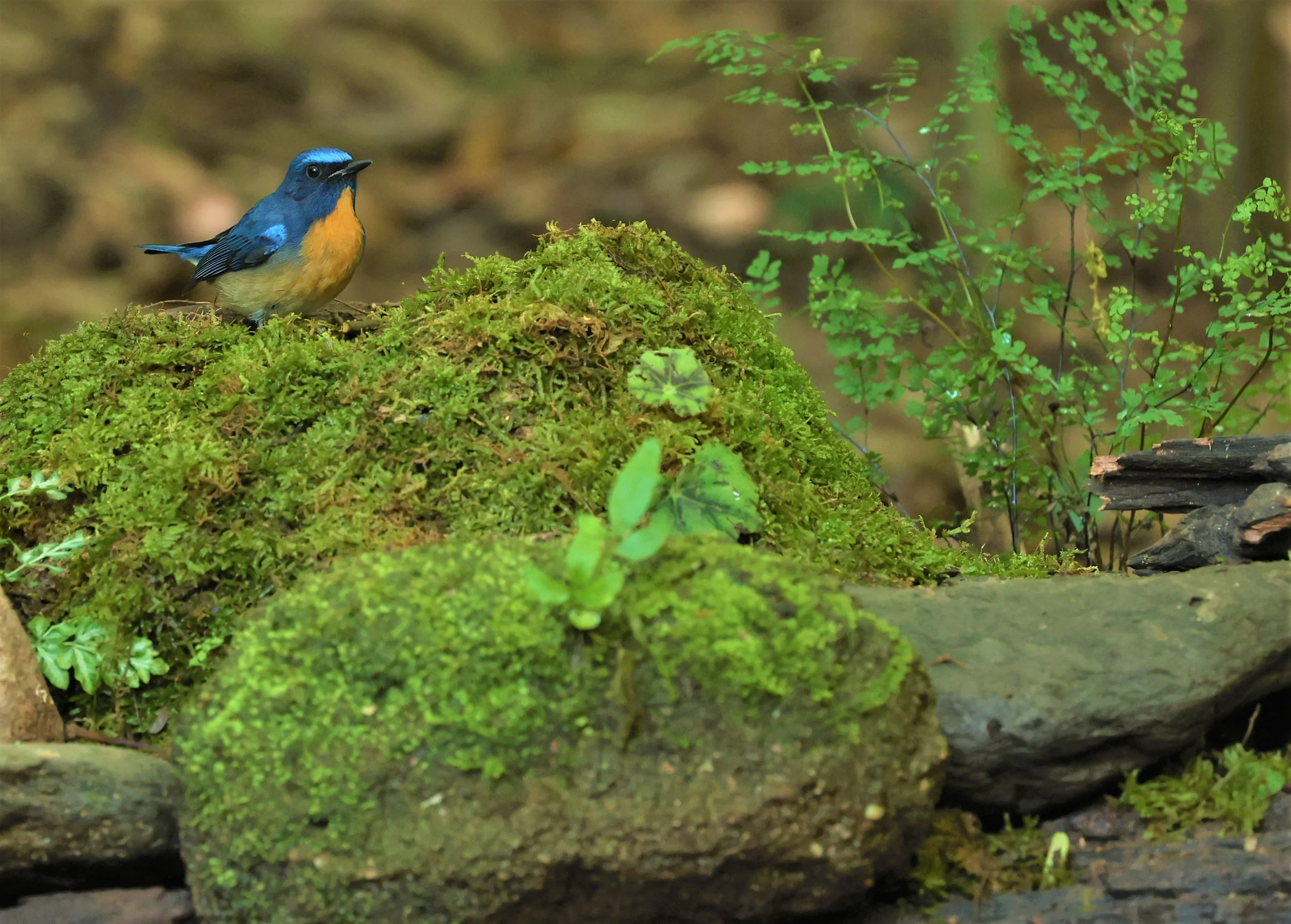 FLYCATCHER - CHINESE BLUE FLYCATCHER - Cyornis glaucicomans - PETCHABURI PROVINCE - NUY HIDE NEAR KAENG KRACHAN JAN 2022 (28).jpg