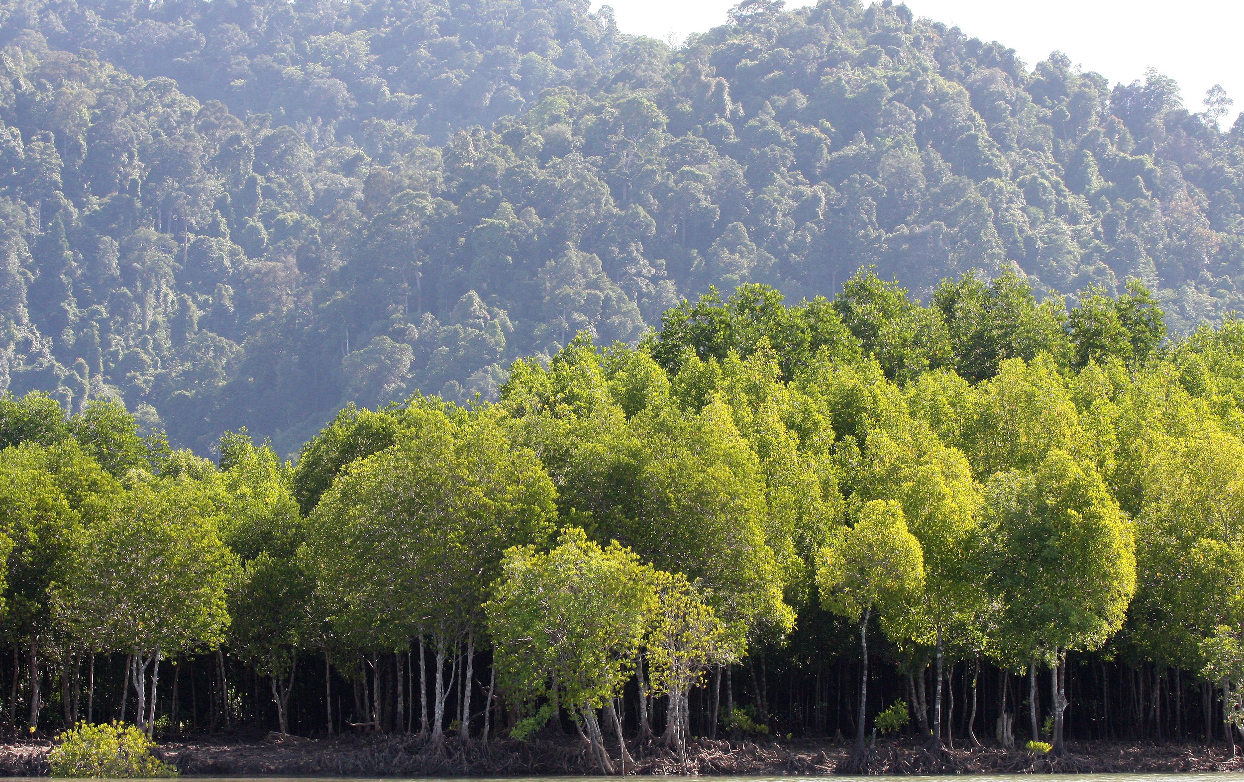 2016 Koh Lanta TheOtherSideVillas - Nature at our Home (97).JPG