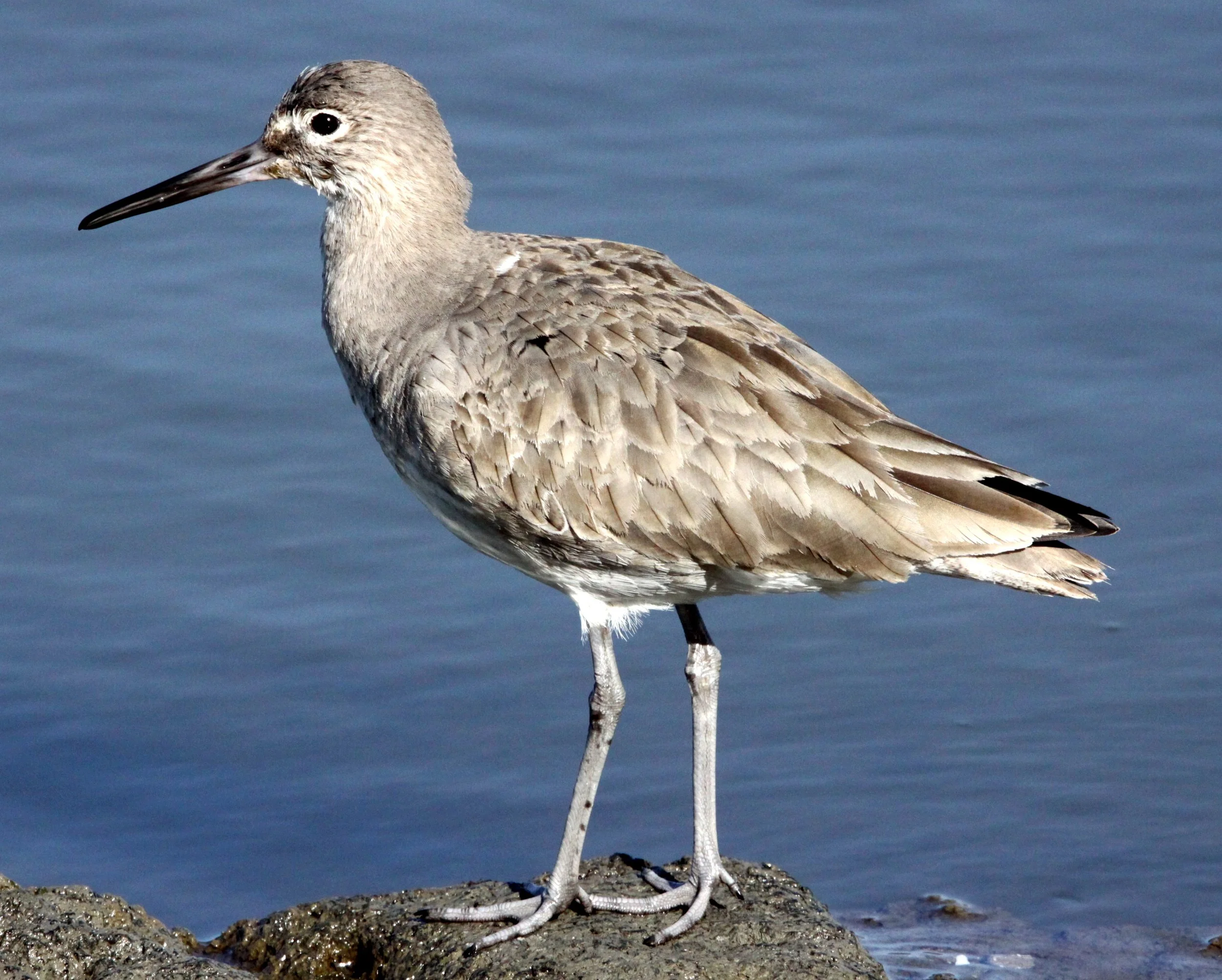 BIRD - WILLET - ARCATA MARSH CALIFORNIA (20).JPG