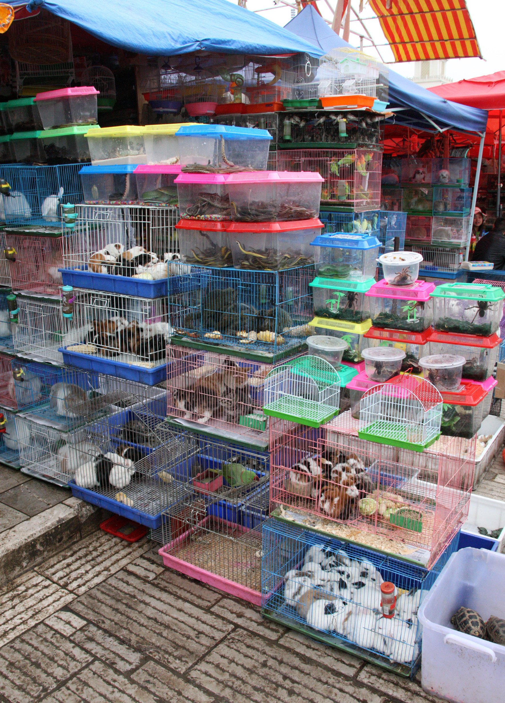 KUNMING - ANIMAL MARKET (6).JPG