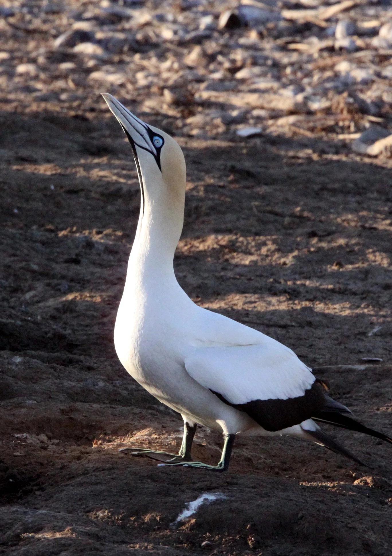 Cape gannet (Morus capensis) Lambert's Bay South Africa (59).JPG