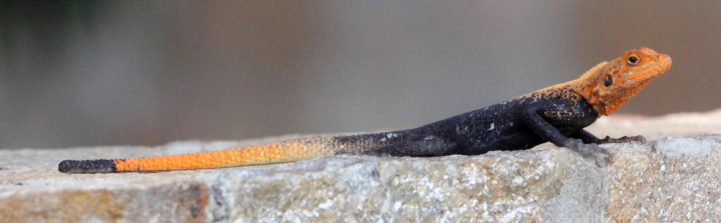 Agama agama - RED-HEADED AGAMA LIZARD - AGAMA AGAMA - MURCHISON FALLS NATIONAL PARK UGANDA (17).JPG