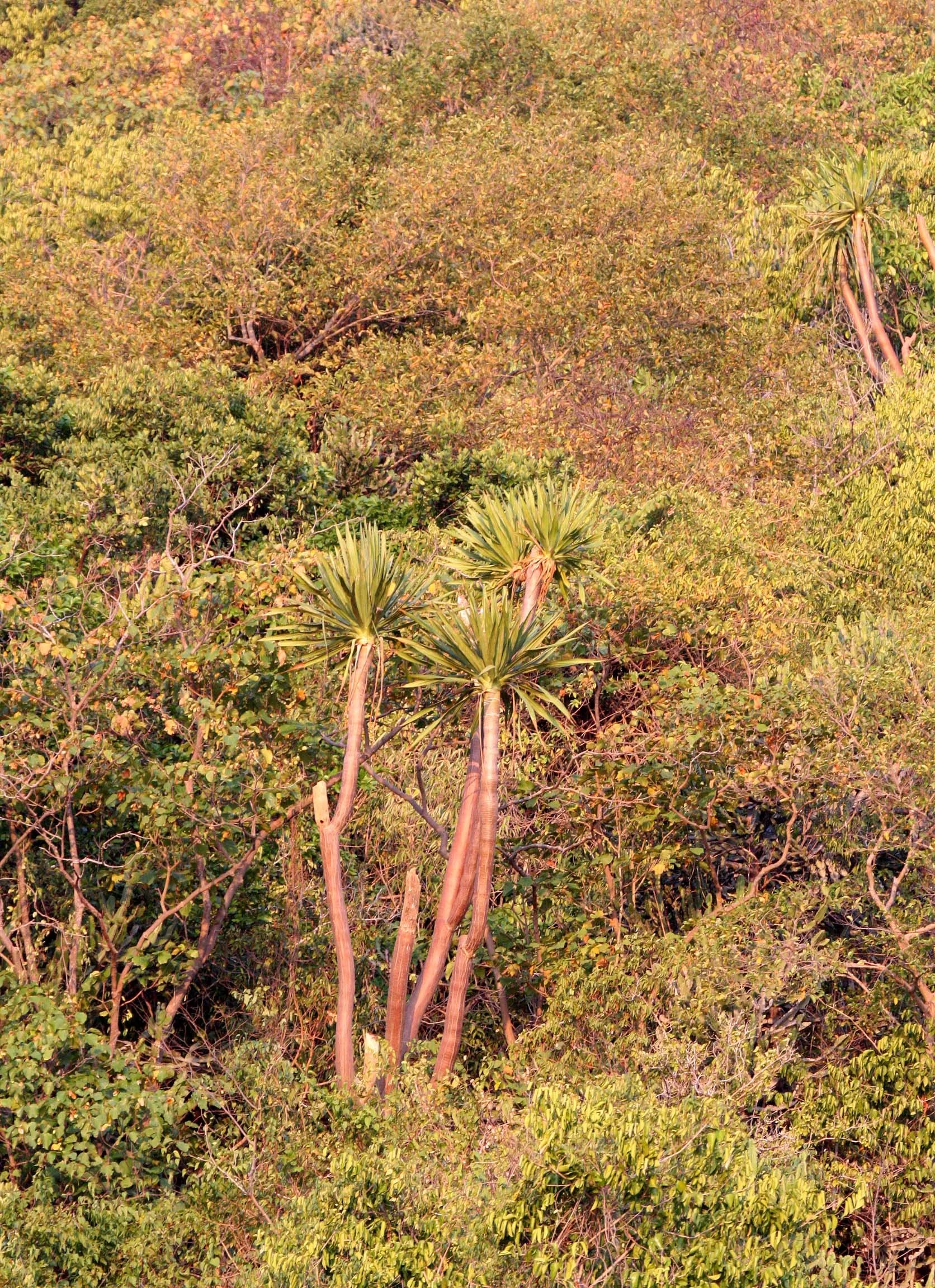 KHAO SAM ROI YOT THAILAND - PLANT SPECIES (3).JPG
