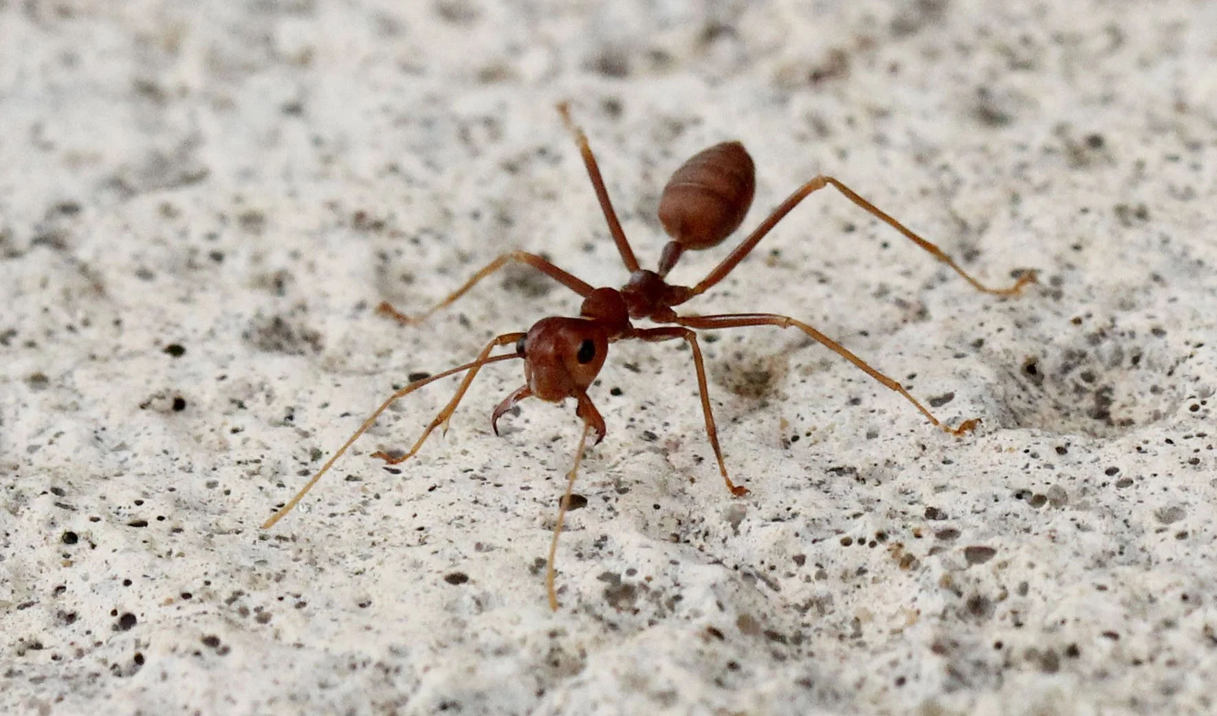 2015 Koh Lanta Build and Fun (166).JPG