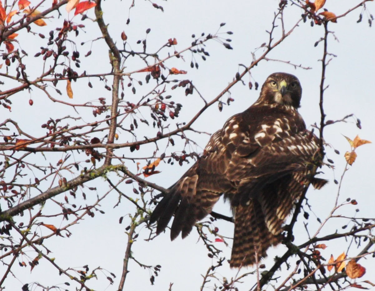 Buteo jamaicensis - RED-TAILED HAWK - JAMESTOWN WA (10).JPG