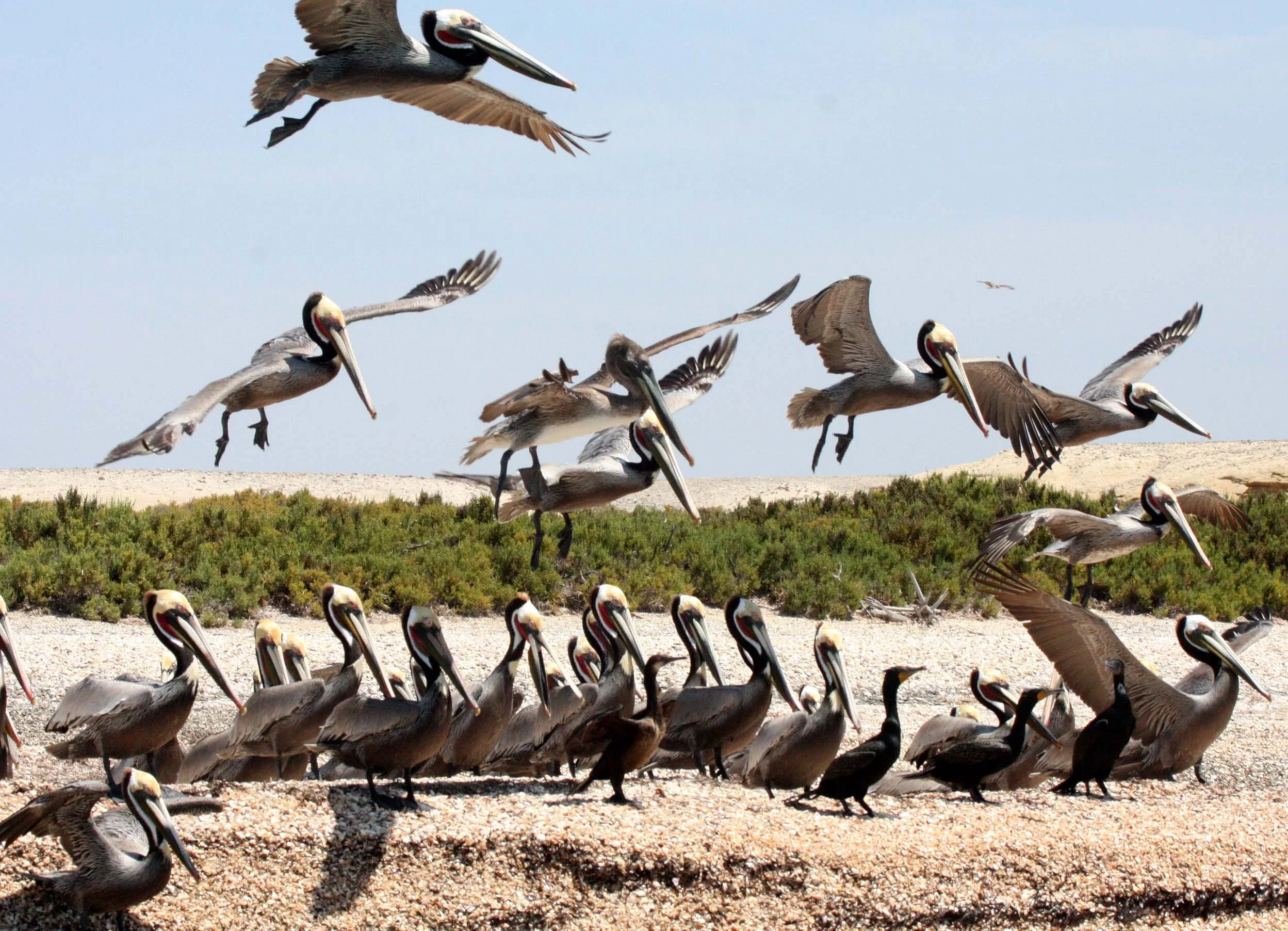 Nannopterum auritum - Double-crested Cormorant with Brown Pelican - San Ignacio Lagoon, Baja Mexico (5).JPG