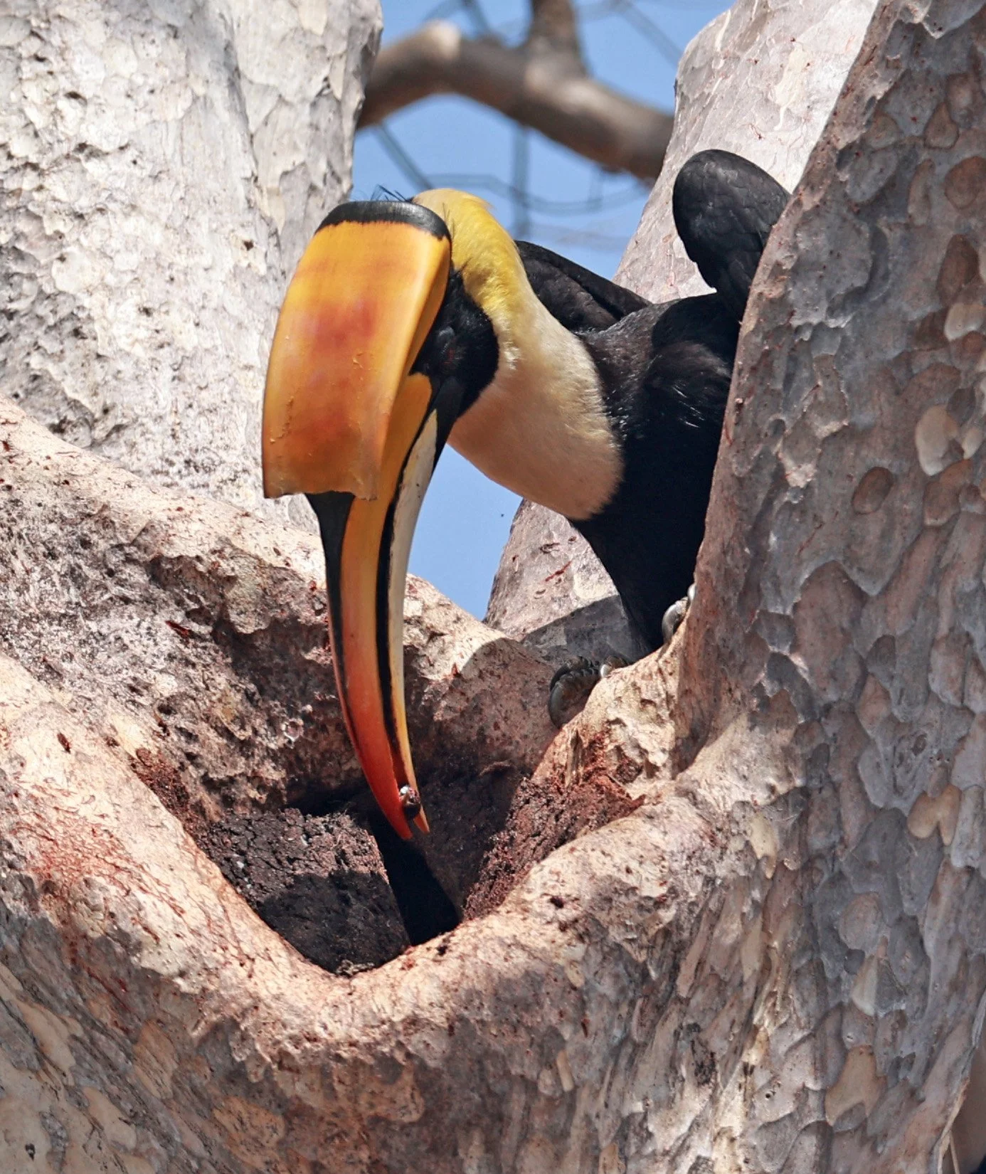 Great hornbill (Buceros bicornis) Pak Chong Mu Si Municipality Feb 2026 (50).jpg