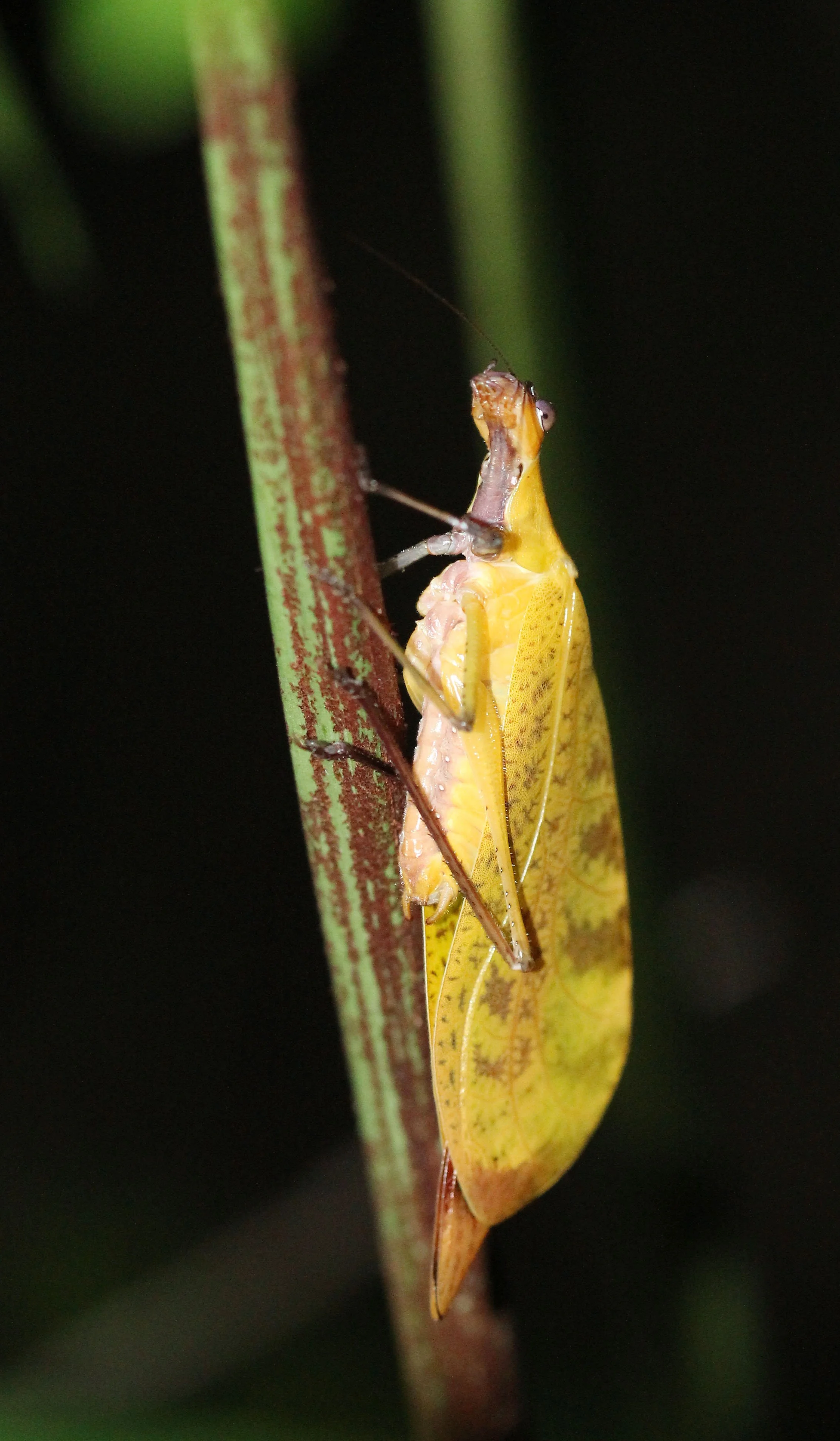 Leptoderes ornatipennis - Leaf Mimic Katydid - Koh Lanta, Thailand (6).JPG