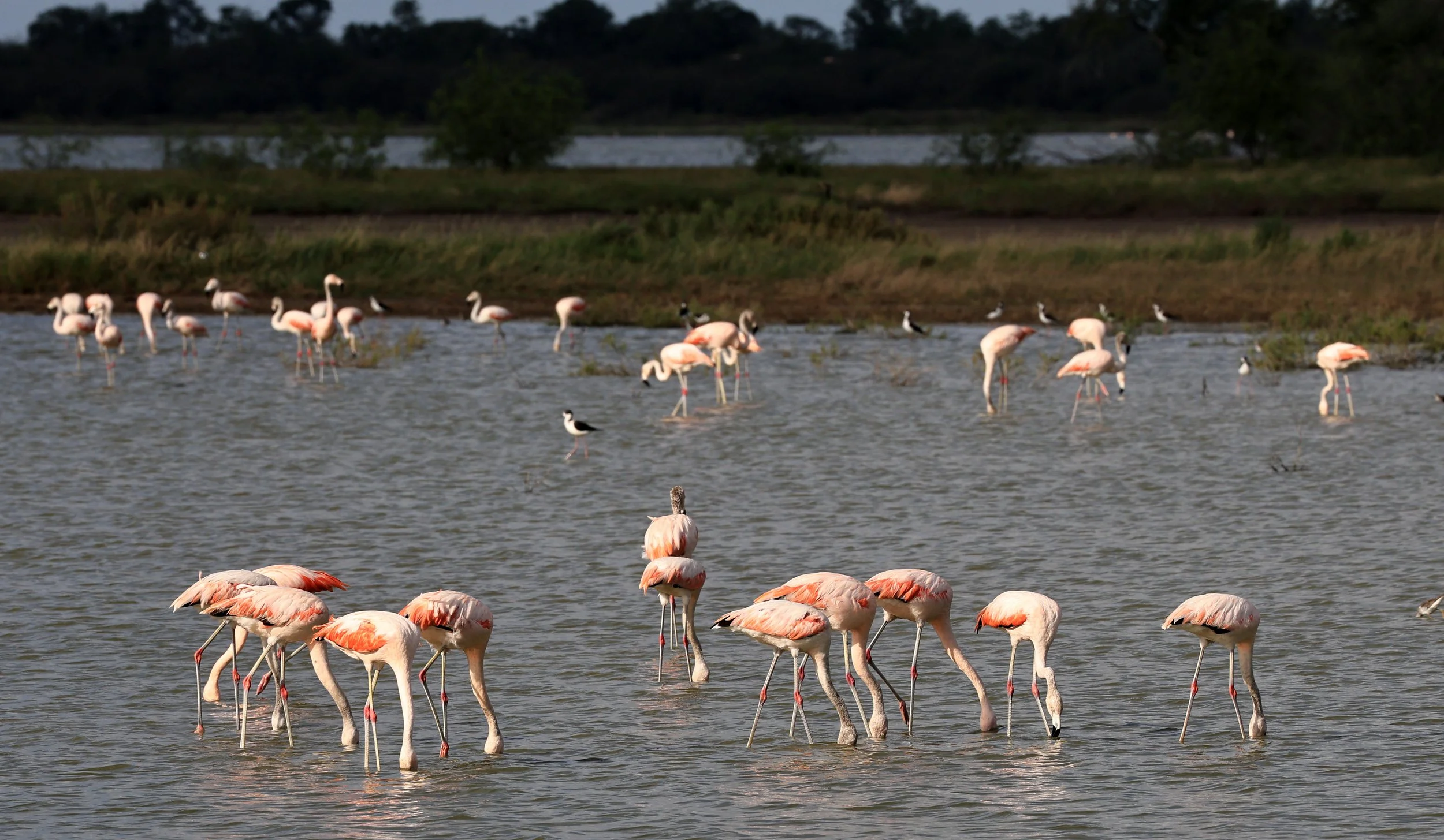 Chilean Flamingo (Phoenicopterus chilensis) Chaco Lodge & Laguna Salada Paraguay (47).jpg