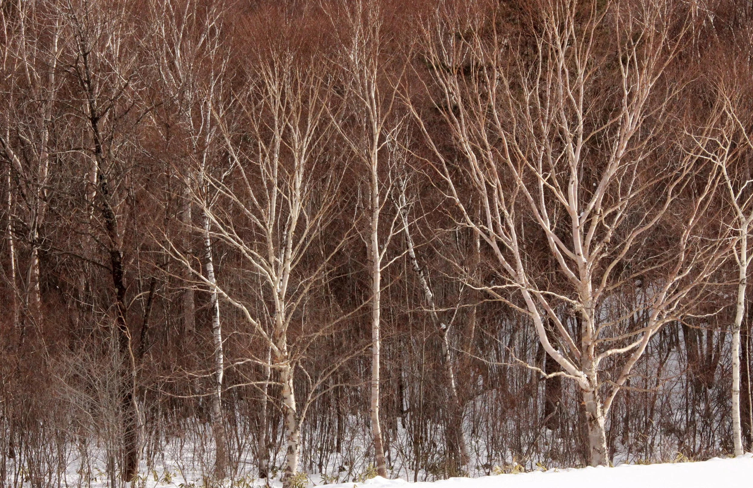 MOUNT ASAMA - JOSHIN'ETSUKOGEN NATIONAL PARK JAPAN (30).JPG