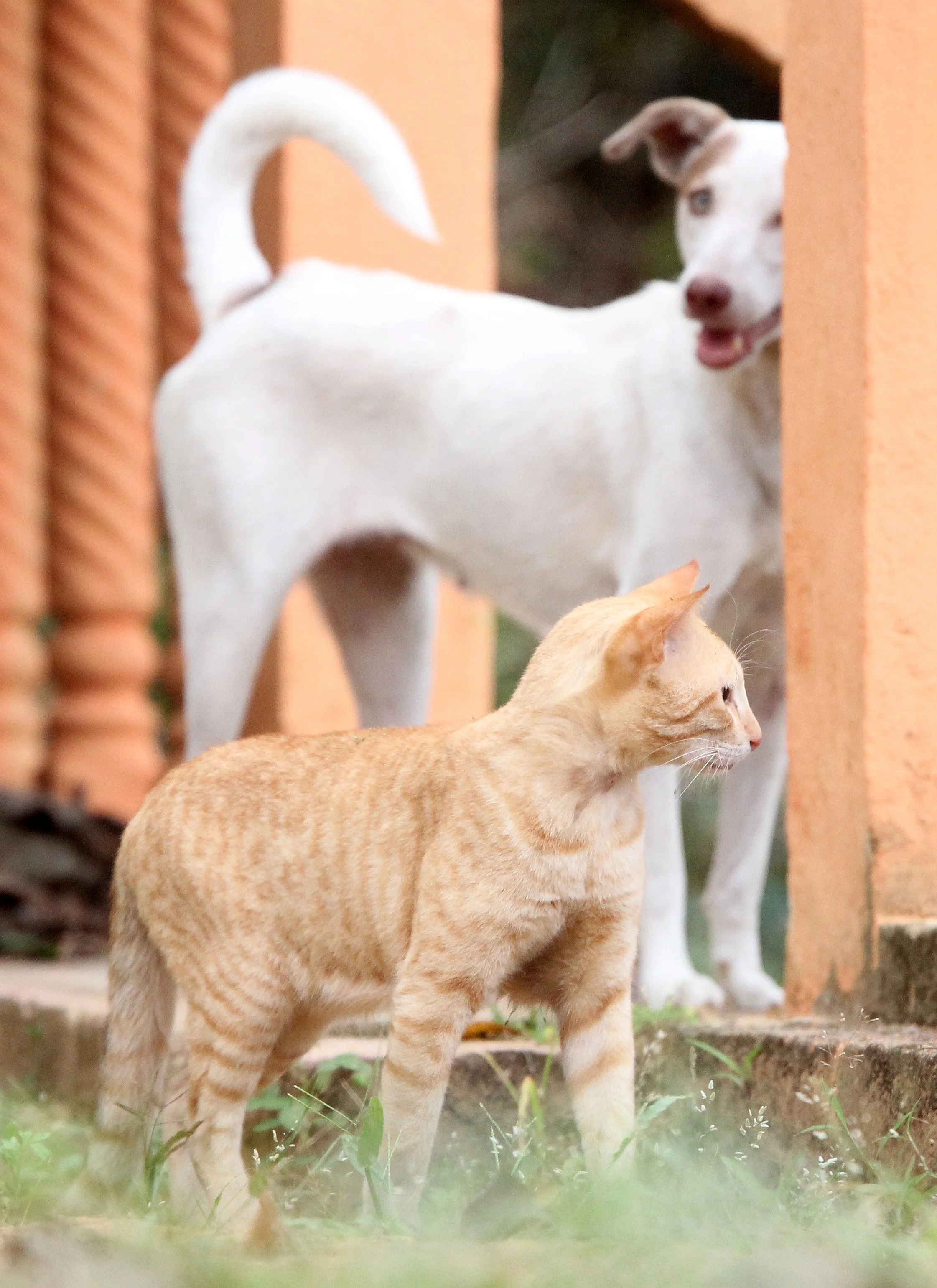 KITULGALA NATIONAL FOREST RESERVE SRI LANKA (20).JPG