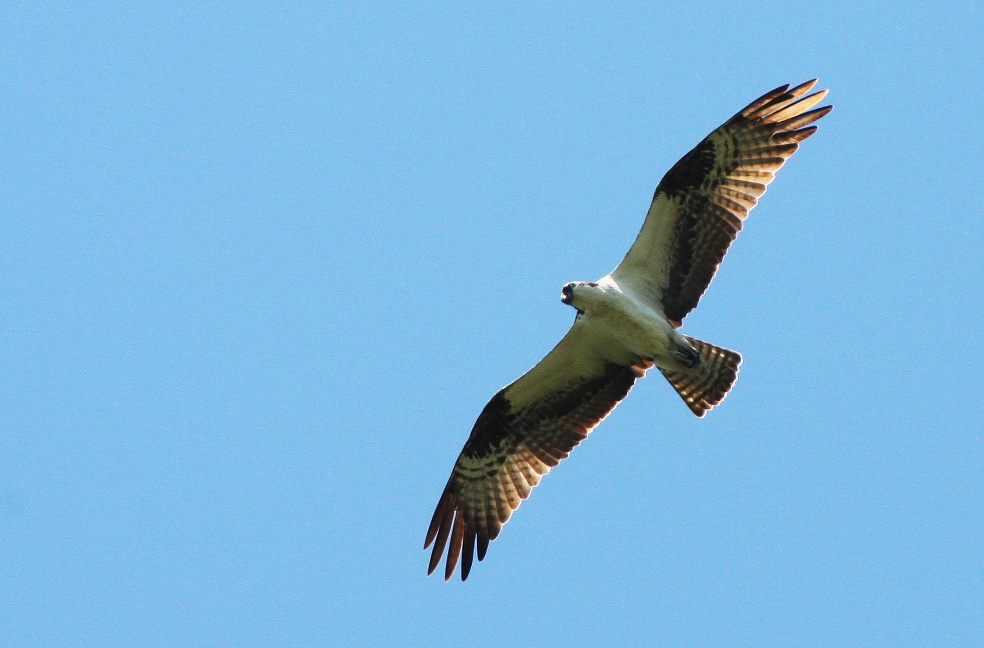 Pandion haliaetus - OSPREY - RIDGEFIELD NWR WA (3).JPG