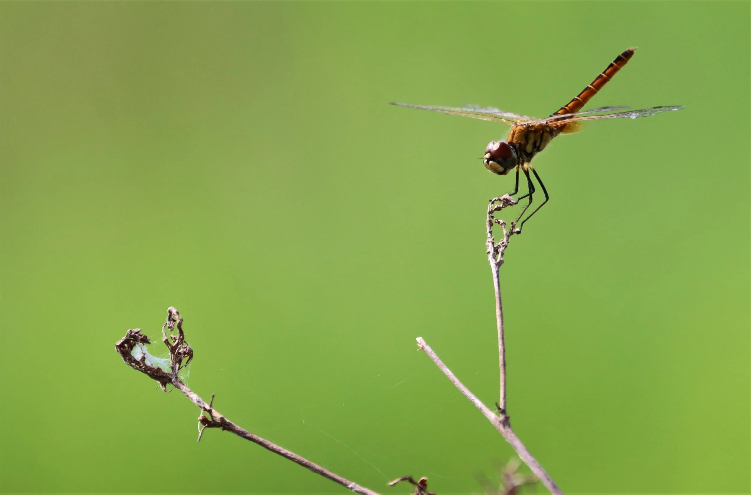 Order Odonata - Damselflies & Dragonflies — Coke Smith Wildlife