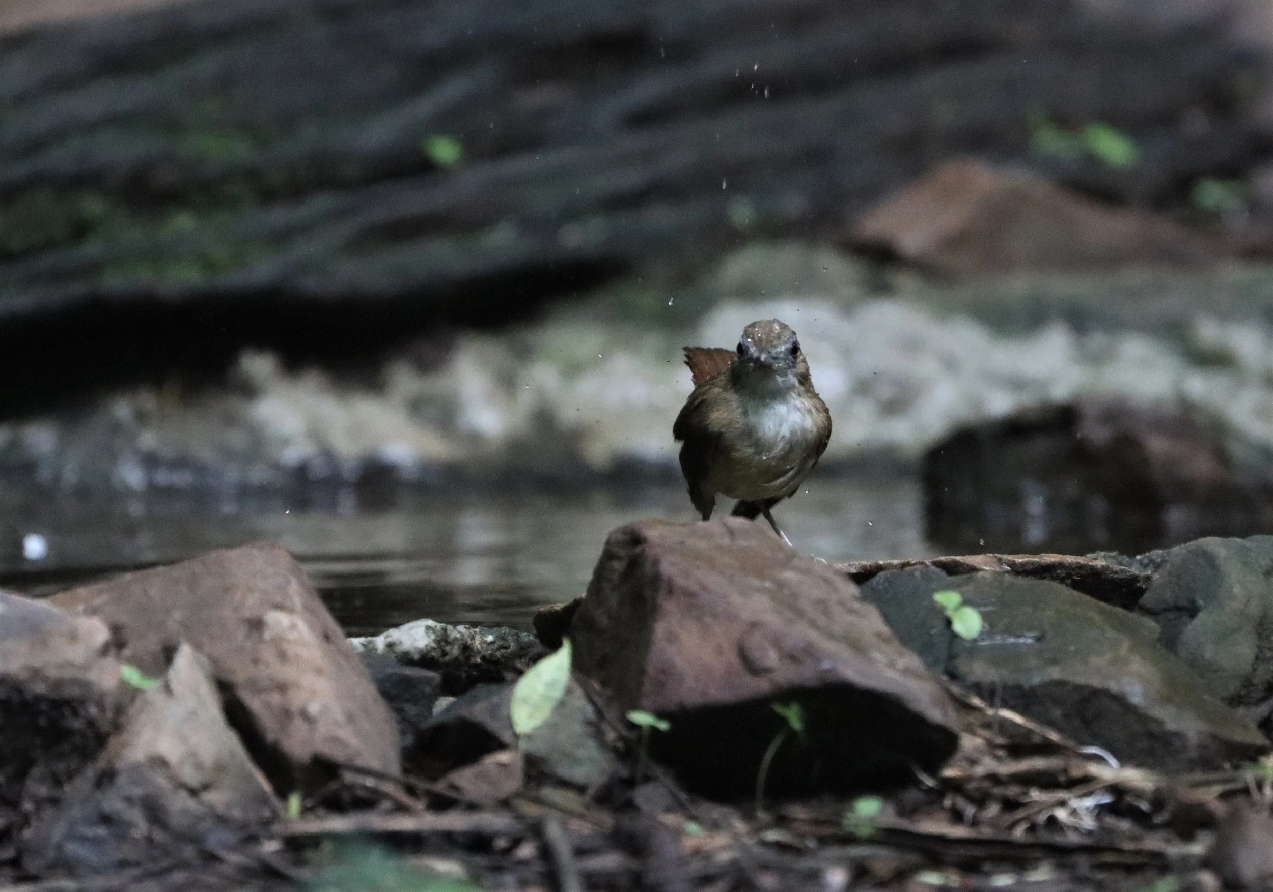 BABBLER - ABBOTT'S BABBLER - Malacocincla abbotti - KAENG KRACHAN LUNG SIN HIDE (6).jpg