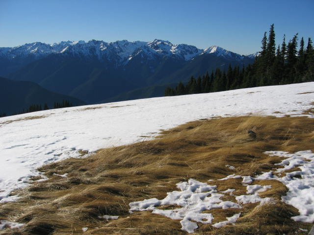 2005-11-19 DAY ON HURRICANE RIDGE (4).JPG