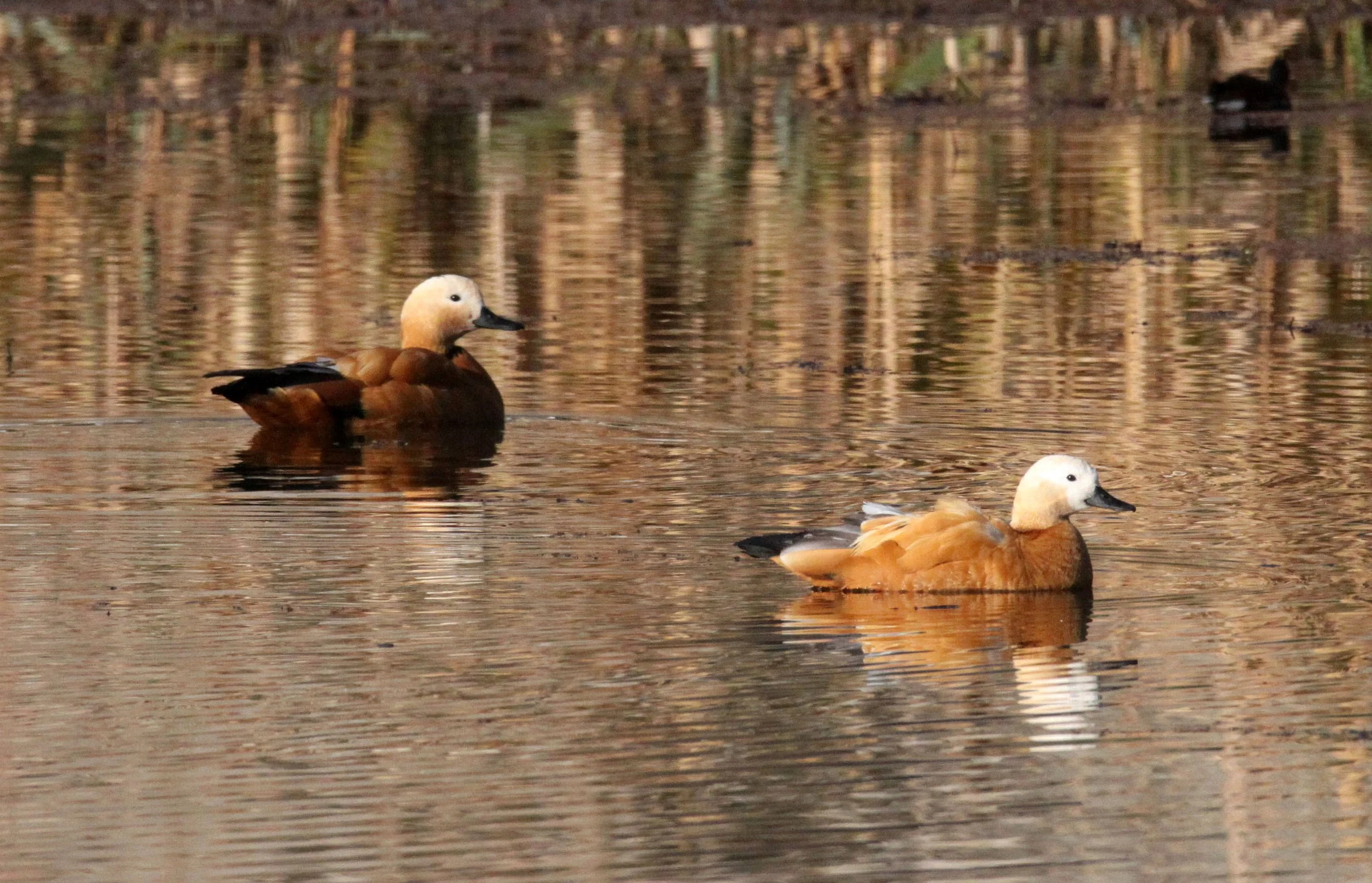 SHELDUCK - RUDDY SHELDUCK  - Tadorna ferruginea - WETLANDS NEAR ERHAI LAKE DALI YUNNAN CHINA (25).JPG