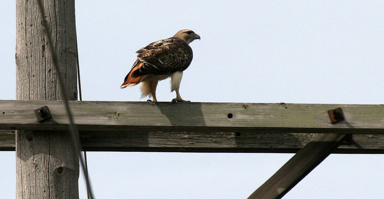Buteo jamaicensis - RED-TAILED HAWK - WHEATON ILLINOIS (6).JPG