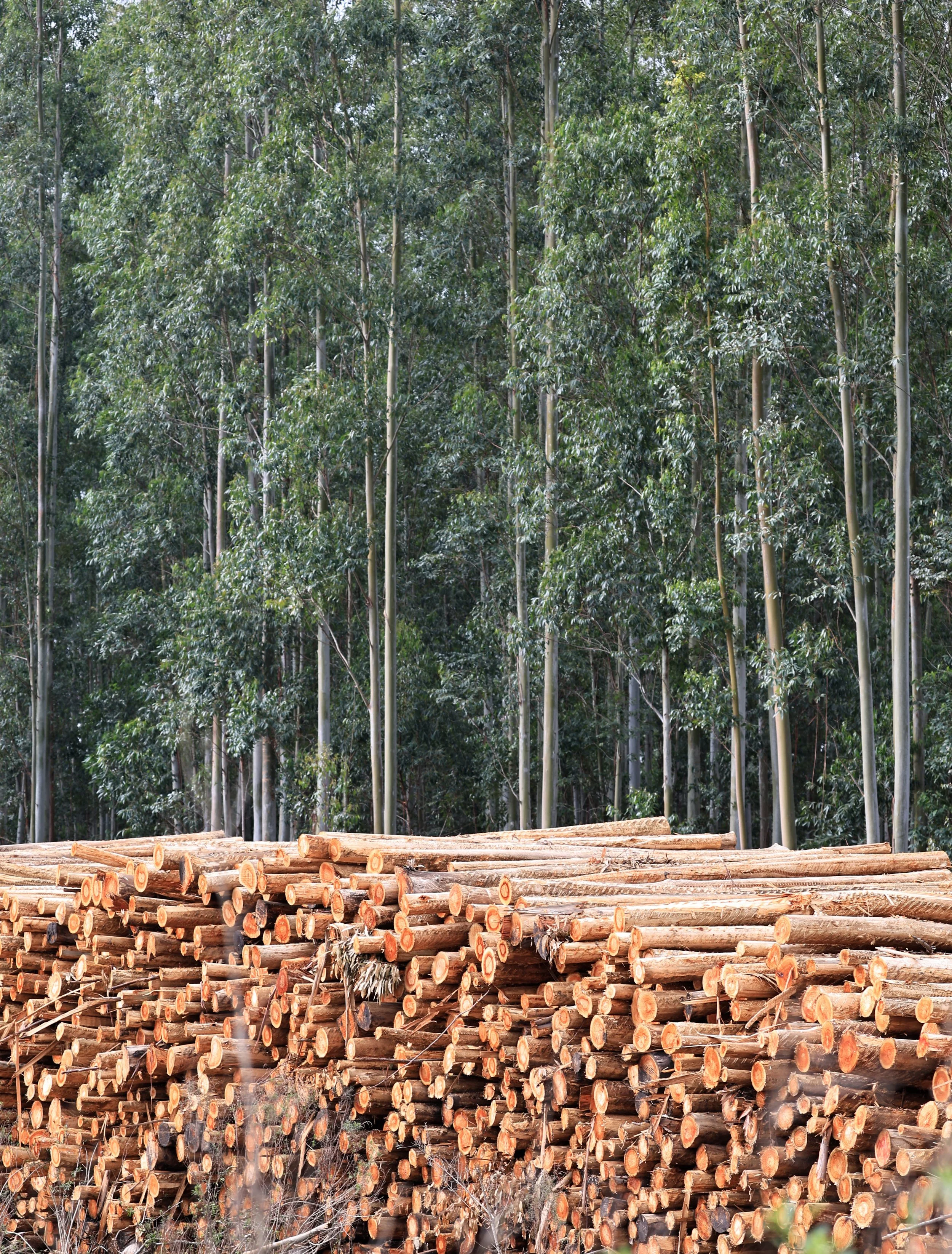 Sadly the acreage covered by Eucalyptus plantations far exceeds the amount of pristine Yatay Palm forest that remains.