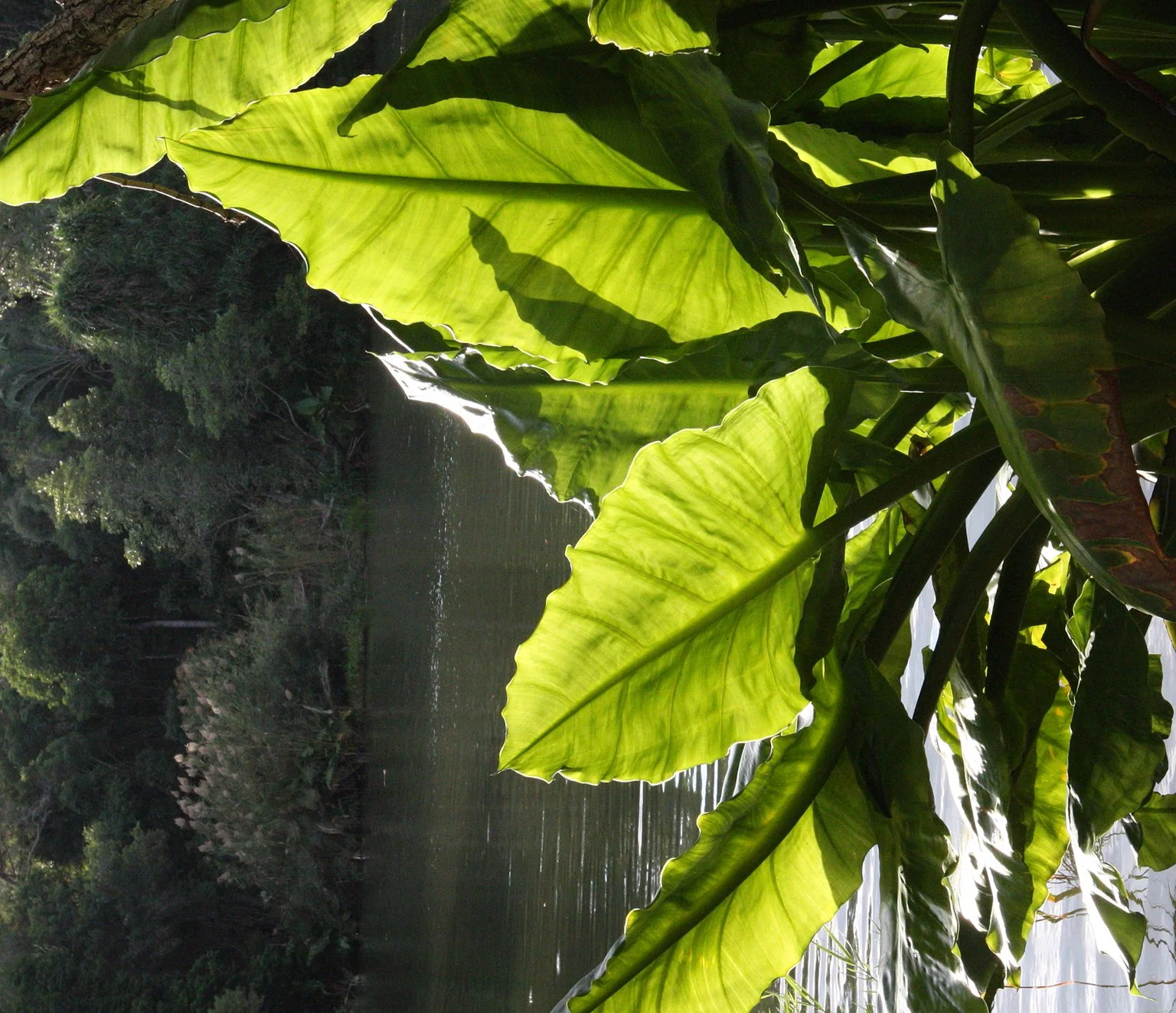PLANT - ELEPHANT EARS - ANDOHAHELA NATIONAL PARK MADGASCAR (2).JPG