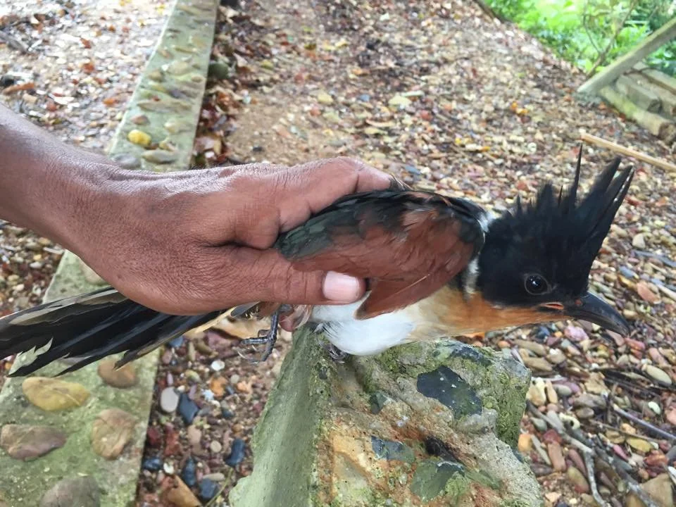 Chestnut-winged Cuckoo (Clamator coromandus) Lanta Island Krabi Province Thailand 