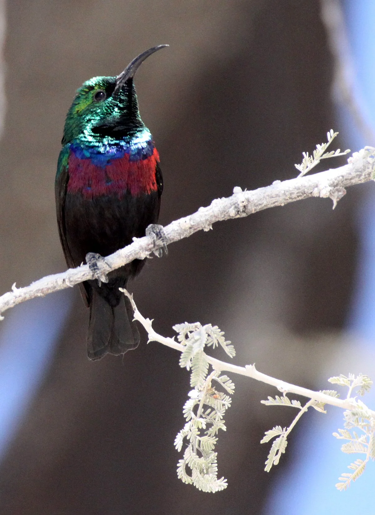 BIRD - SUNBIRD - MARICO SUNBIRD - CINNYRIS MARIQUENSIS - ETOSHA NATIONAL PARK NAMIBIA (22).JPG