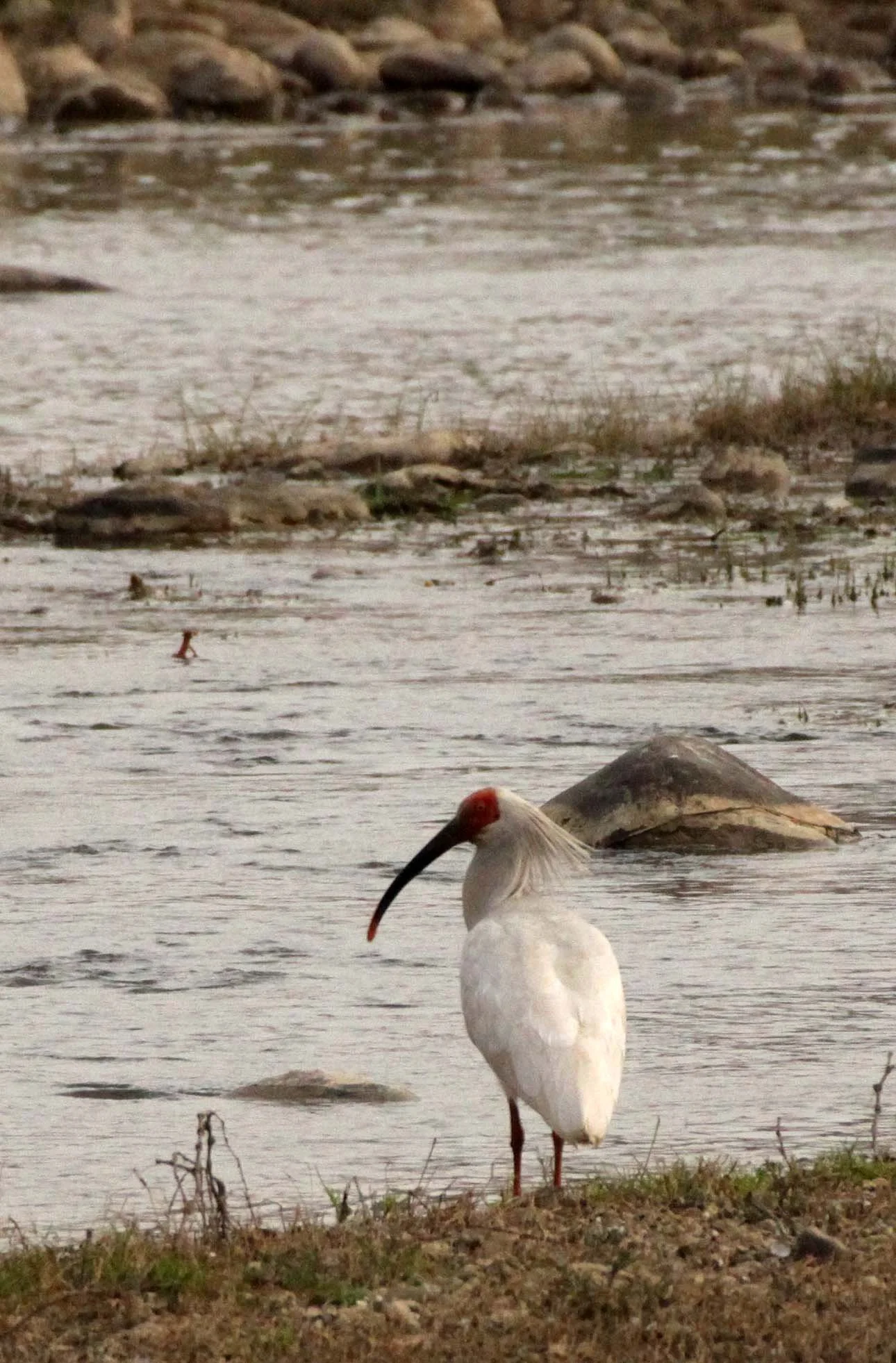 IBIS - CRESTED IBIS - Nipponia nippon - YANG COUNTY SHAANXI PROVINCE CHINA (65).JPG