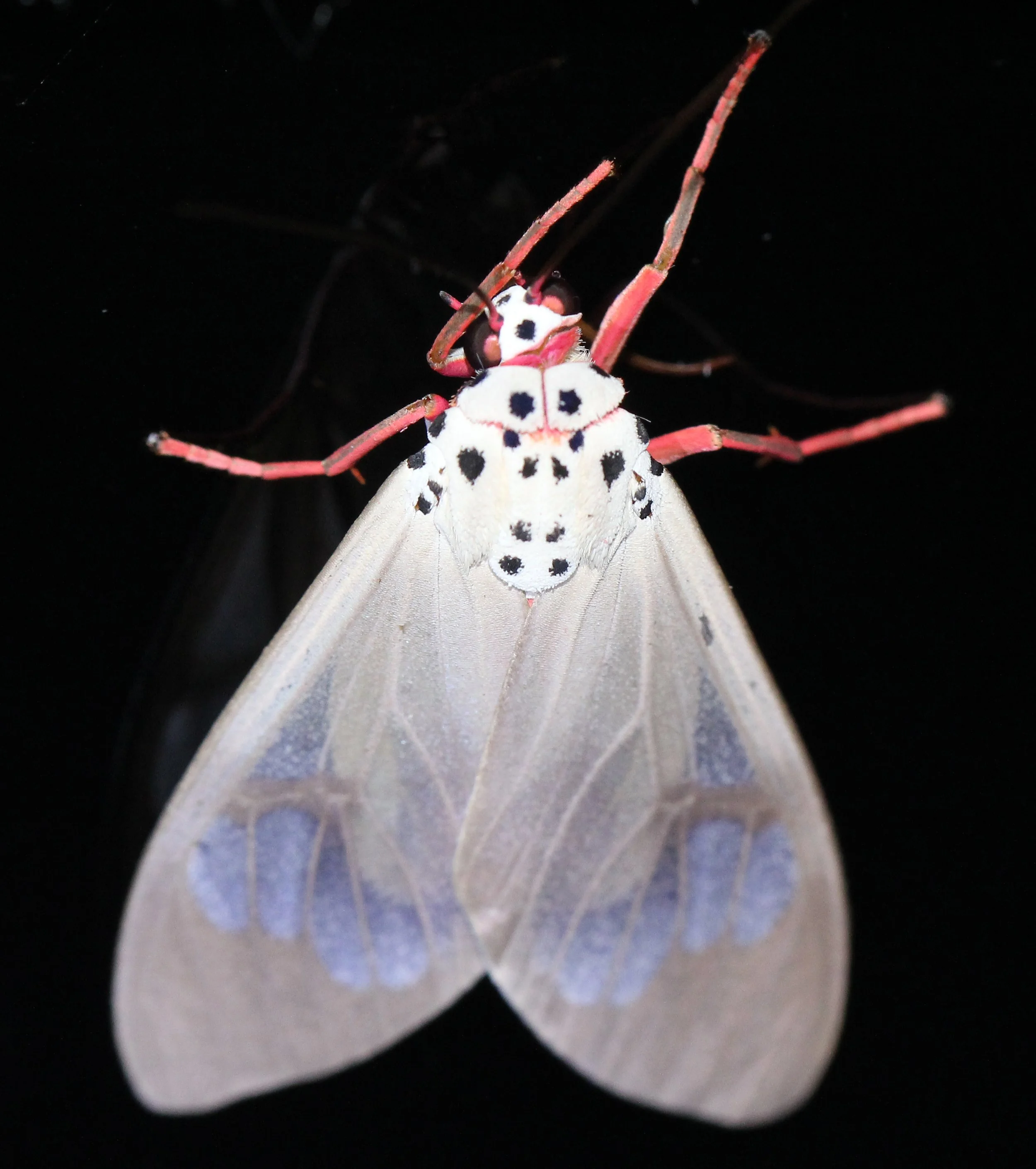 Arctiidae - Amerila astreus - Koh Lanta, Thailand 