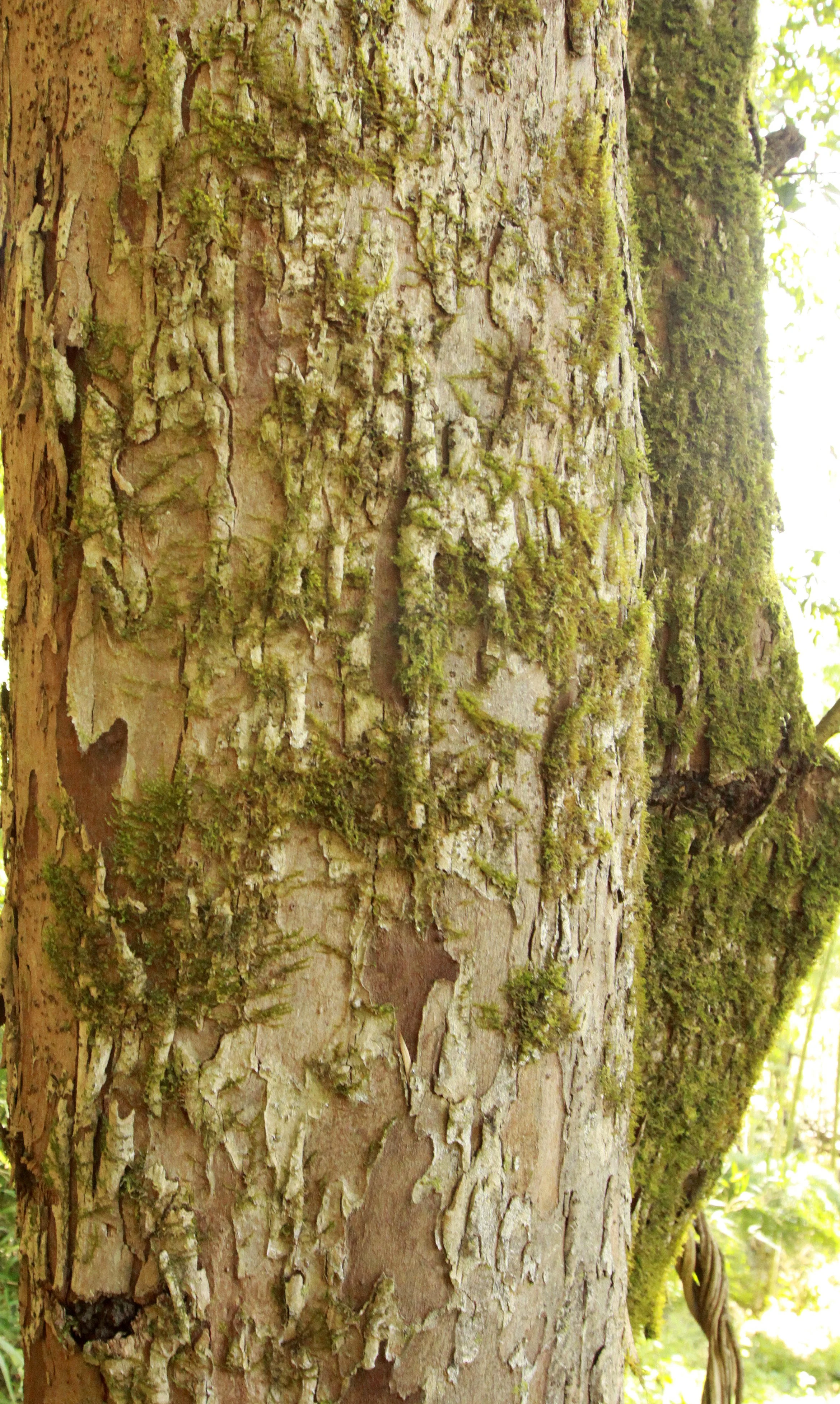 CHINESE YEW RESERVE - FUJIAN CHINA (32).JPG